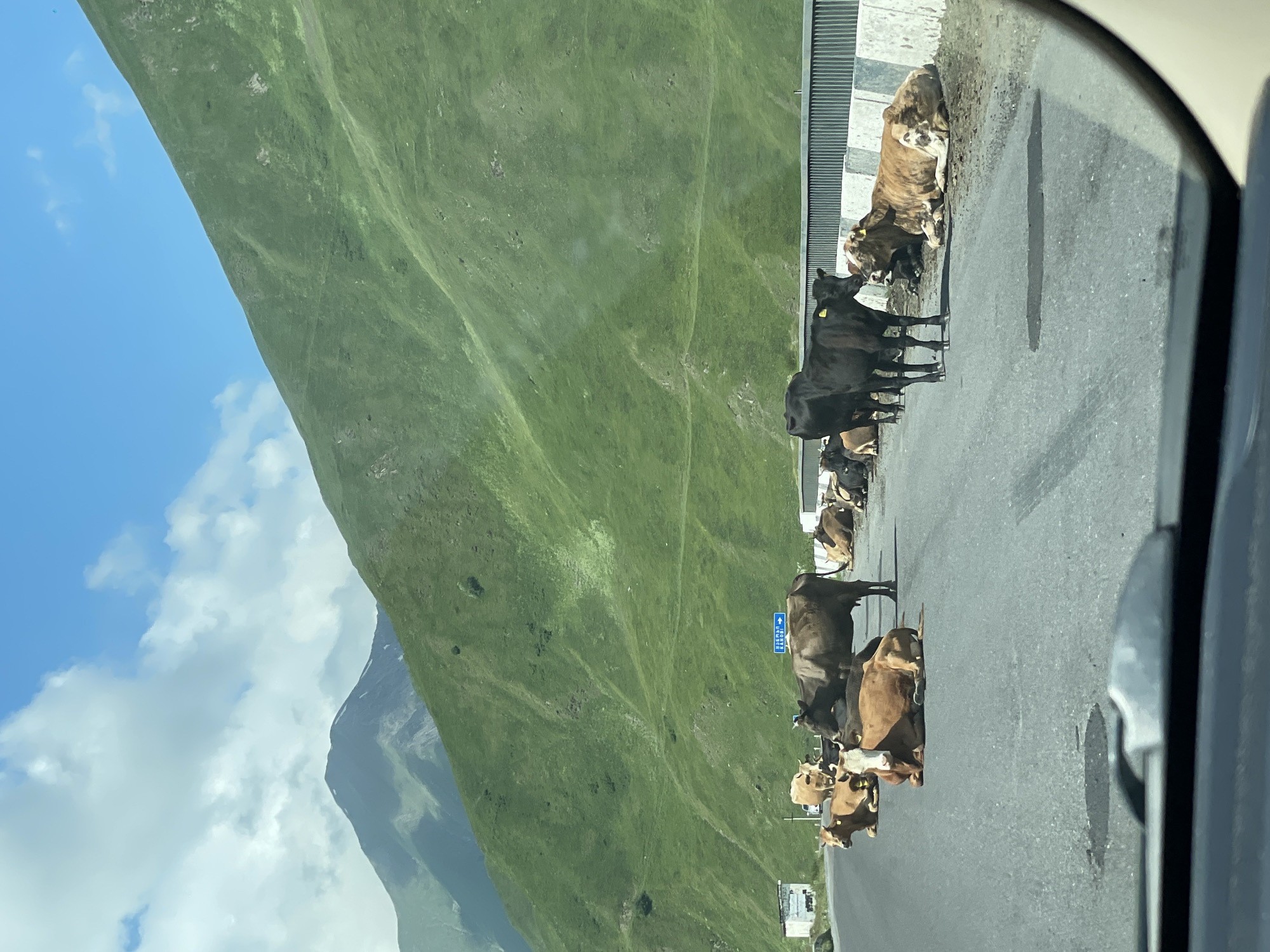 A herd of cows is resting and standing on a paved road, blocking traffic, in a mountainous region, likely near Kanobi, Georgia. The cows are of various colors, including brown, black, and tan. Some are lying down on the asphalt, while others are standing. A concrete barrier runs along the side of the road, separating it from a steep, green, grassy mountainside. In the background, more mountains are visible under a blue sky with scattered clouds. A blue road sign with white lettering is also visible in the distance, indicating a direction. The image appears to be taken from inside a vehicle, as the lower portion of the windshield and dashboard are visible.