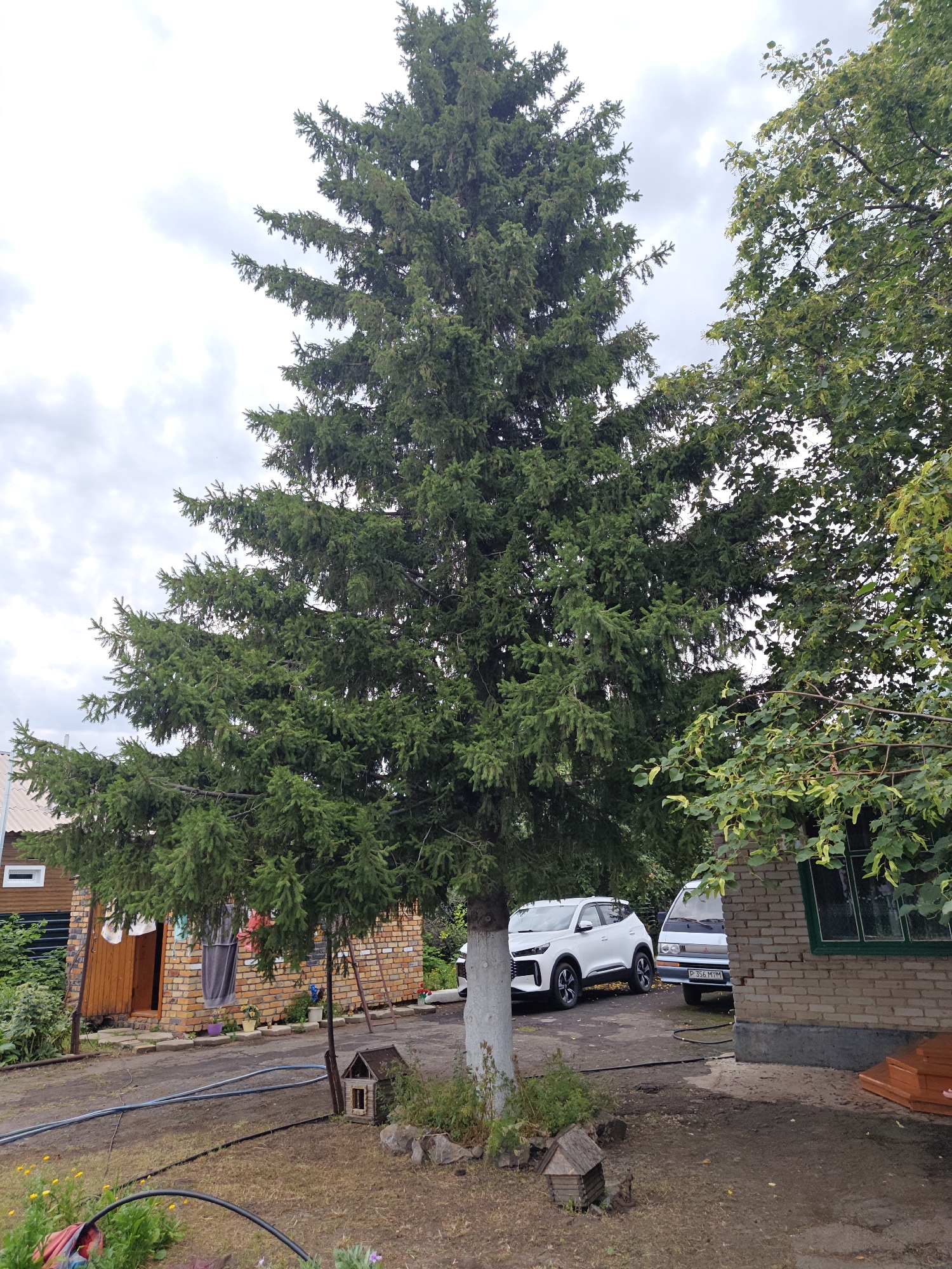 In the rural settlement of Майкөл ауылдық округі, Kazakhstan, a tall evergreen tree dominates the center of the frame, its branches extending outwards against a cloudy sky. To the left, a rustic wooden building with a red brick facade and a wooden door is visible. Laundry hangs on a line attached to the building. In front of the building, a dirt path leads towards two parked vehicles: a white SUV and a light-colored van. To the right, a brick structure with a green-trimmed window and wooden steps is partially visible. The ground is a mix of dirt and dry grass. Small, decorative wooden structures, resembling birdhouses or small shelters, are placed on the ground near the base of the evergreen tree and on the path. The overall scene depicts a residential yard in a rural setting, with a focus on the natural elements of the trees and the man-made structures of the buildings and vehicles.