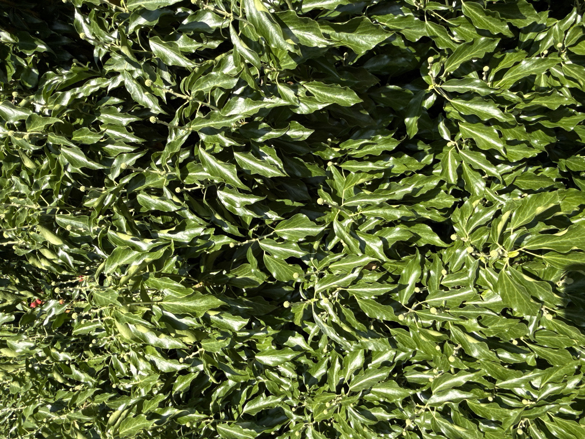 This is a close-up, high-angle shot of a dense, green ivy hedge. The leaves are glossy and appear to be in good health, with some small, light-colored buds visible throughout the foliage. The lighting suggests it is daytime, with sunlight casting highlights and shadows on the leaves, creating a textured appearance. There are no people or animals visible in the image. The setting is natural, likely an outdoor area, and could be a garden wall, fence, or a natural formation. Without additional context, the specific location in the city of Walkenried, Germany cannot be determined, but it is an outdoor urban or semi-urban environment where such vegetation would commonly be found.