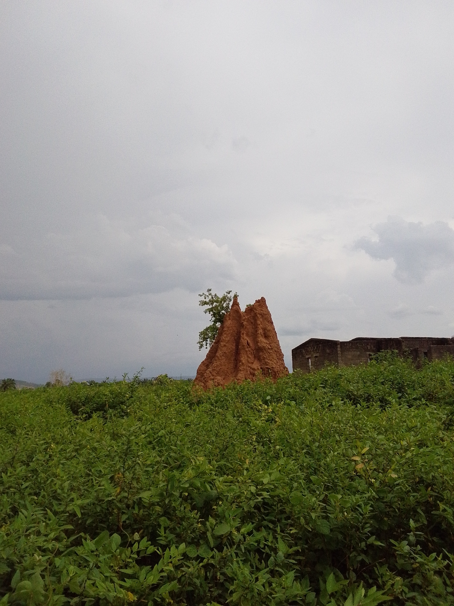 A termite mound with a tree growing on it is centrally located in a field of green bushes. To the right of the termite mound, a partially constructed or abandoned building made of stone is visible, also surrounded by the green bushes. The sky above is overcast with gray clouds. The scene is located in the city of Serti, Nigeria.