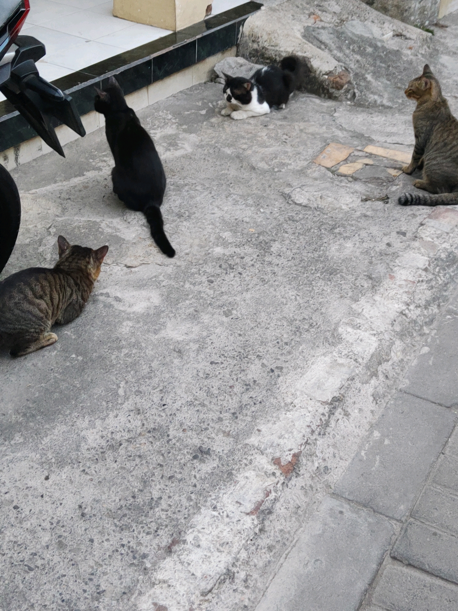 In Kauman, Indonesia, four cats are present on a concrete ground next to a building. A black cat is sitting facing left, with its back to the camera. To its right, a black and white cat is lying down. Further to the right, a tabby cat is sitting and facing left. In the foreground, another tabby cat is lying down and facing away from the camera. A motorcycle is partially visible on the left side of the image. The environment is a paved outdoor area, possibly a street or walkway, with some loose debris on the ground.