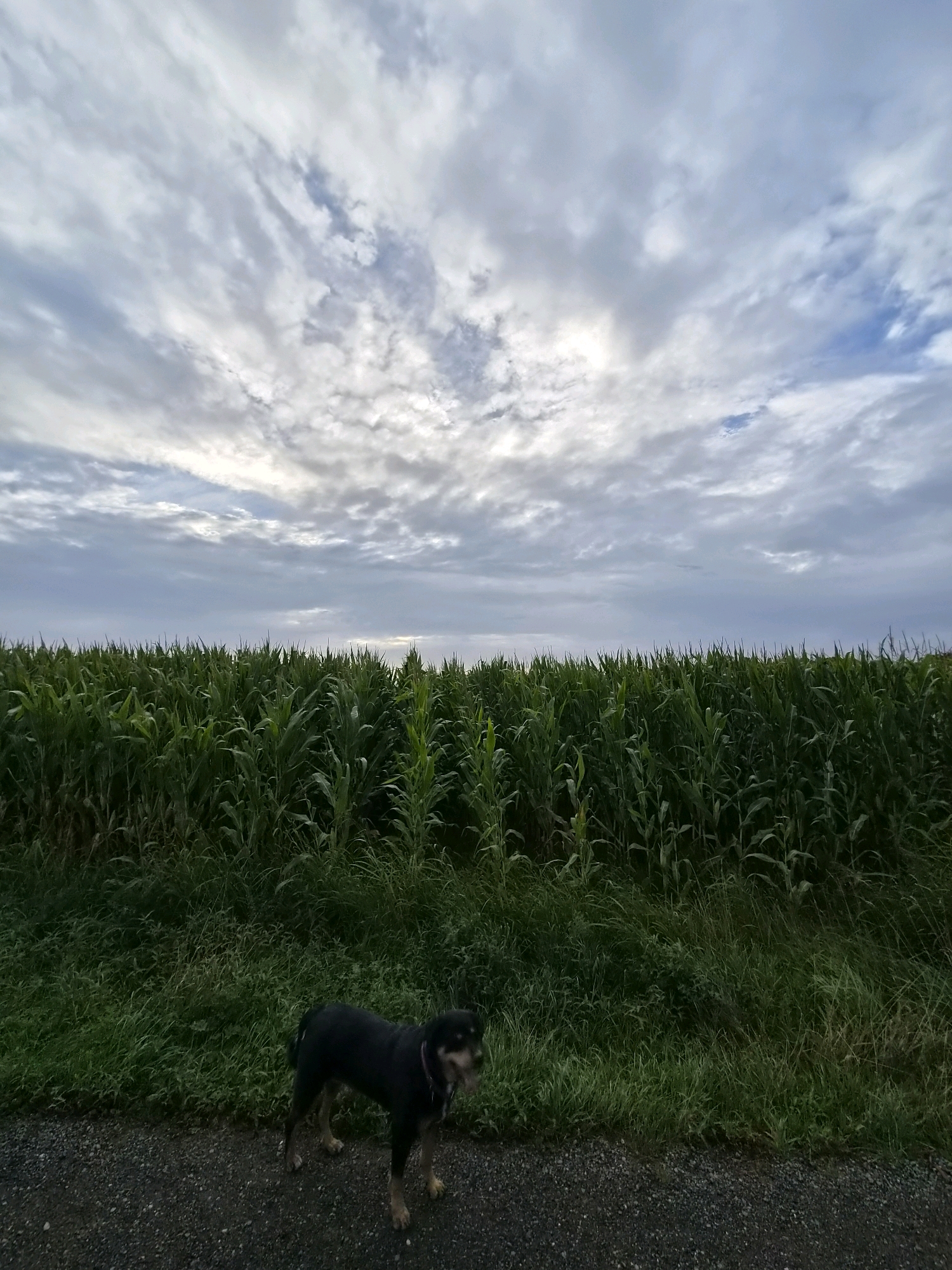 A small, black and tan dog stands on a gravel path, facing right. The dog is positioned in the lower left quadrant of the image. Behind the dog, a lush green cornfield stretches horizontally across the frame, its tall stalks forming a dense wall. Above the cornfield, a wide expanse of sky is filled with dramatic, grey and white clouds. The scene appears to be outdoors in a rural setting. The provided information suggests this location is in Schiffdorf, Germany.