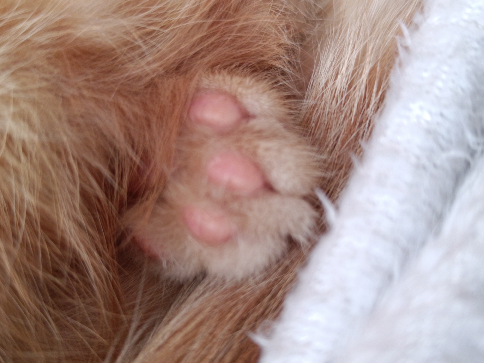 This is a close-up, slightly out-of-focus photograph of a ginger cat's paw, showing its soft, pink paw pads. The paw is nestled within its own fur, which is a mix of ginger and lighter blonde tones. To the right of the paw, a textured white fabric, possibly a blanket or towel, is visible. The image does not provide any information about the city of Zelenograd, Russia, or any other specific location.