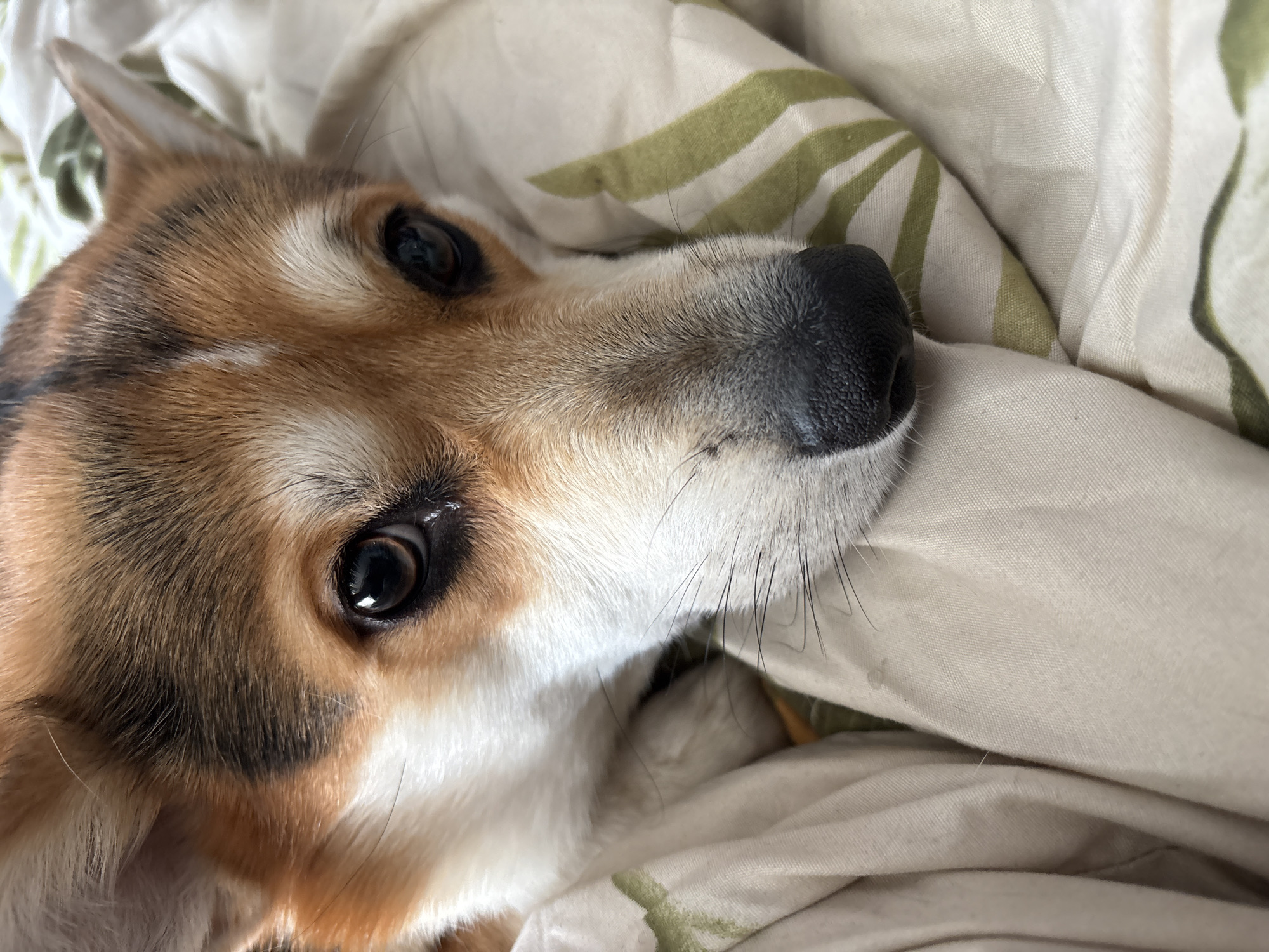 A close-up photograph depicts a Pembroke Welsh Corgi dog resting on bedding. The dog is facing slightly towards the right side of the frame, with its head partially buried in a beige and green patterned fabric, possibly a blanket or pillow. The dog's fur is primarily reddish-brown and white. The dog's eyes are black and reflect light. Its nose is black and textured. Long whiskers extend from its muzzle. The background is blurred, focusing attention on the dog's face. The location of the photo is not discernable from the image. No people are visible.