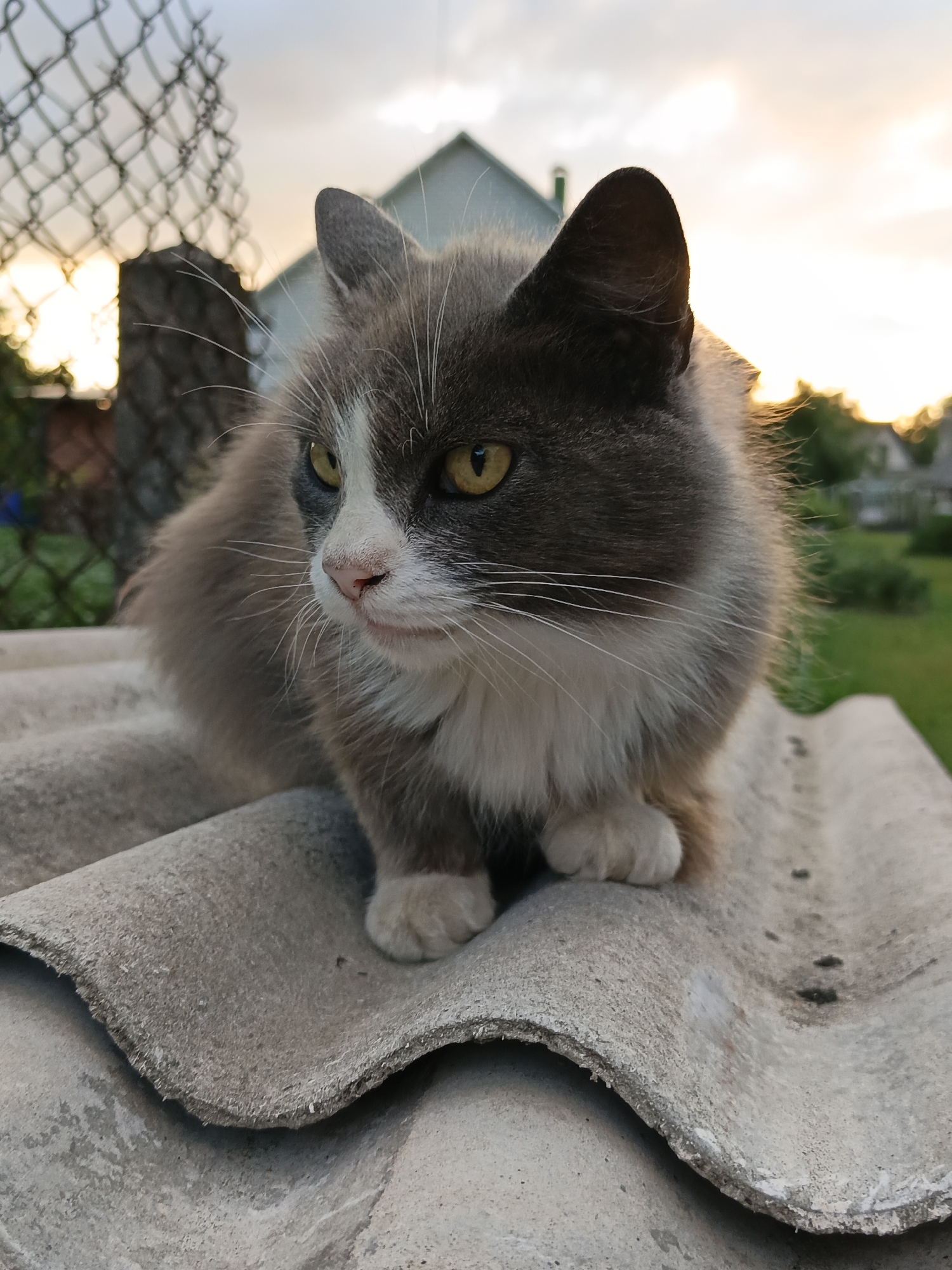 A close-up, low-angle shot captures a fluffy, grey and white cat sitting on a weathered, corrugated roof section. The cat, facing left with its body mostly visible, has bright yellow eyes and a pink nose. Its fur appears soft and slightly windswept, with white fur around its muzzle and chest. The background is a blur of a rural outdoor scene at dusk. A chain-link fence with a metal pole is visible on the left, and a blurred house with a light-colored roof is in the upper background. The sky displays soft hues of orange and yellow, indicating sunset. The overall setting suggests a quiet, possibly domestic, outdoor environment. The location is noted as Loseva, Belarus.