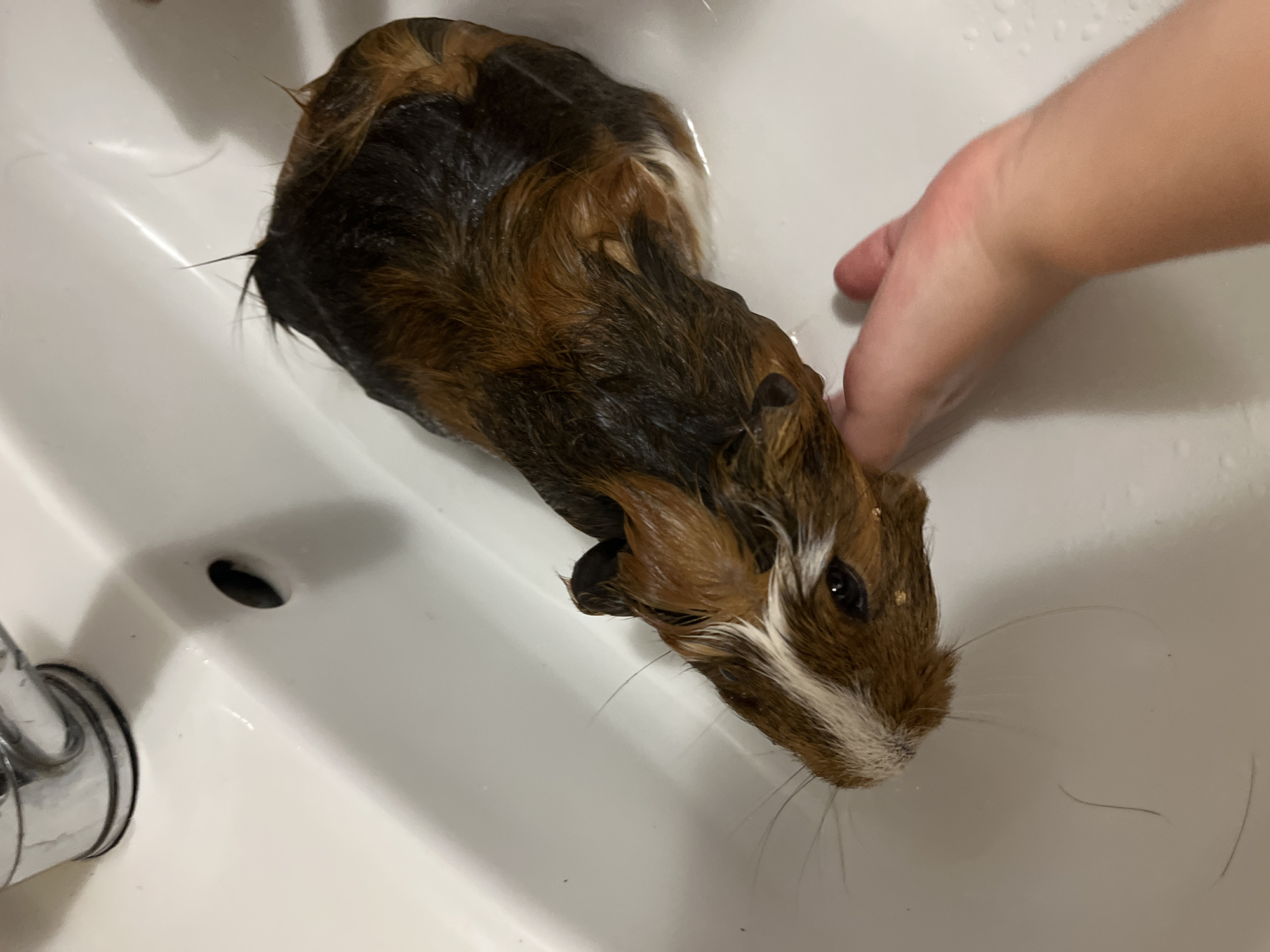 A wet guinea pig with brown, black, and white fur is in a white sink. The guinea pig is lying down, with its head towards the left of the image. A human hand is touching the guinea pig's head. The sink has a metal faucet visible in the upper left corner and a drain in the upper right. The lighting suggests the scene is indoors.