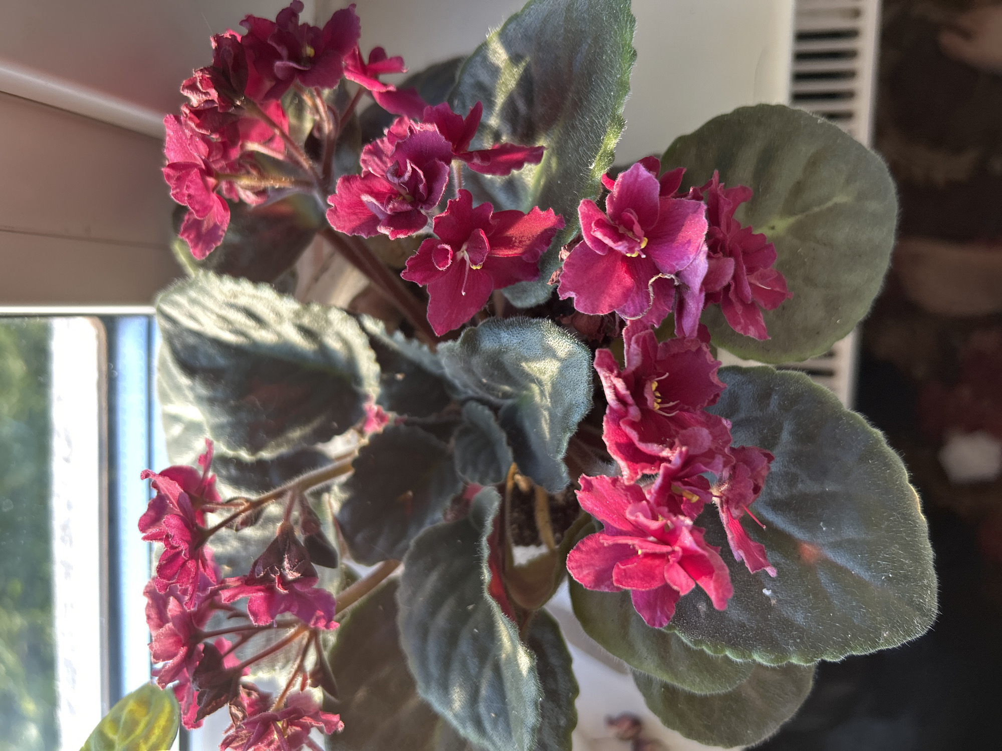 The image shows a close-up of a potted African violet plant with vibrant fuchsia flowers and dark green, fuzzy leaves. The plant is situated near a window, with sunlight casting shadows and highlighting the textures of the leaves and petals. In the background, a white radiator or vent is partially visible. The scene appears to be indoors, possibly in a residential setting. There is no indication of the city of Iglino, Russia, or any specific urban environment. The focus is entirely on the plant and its immediate surroundings.