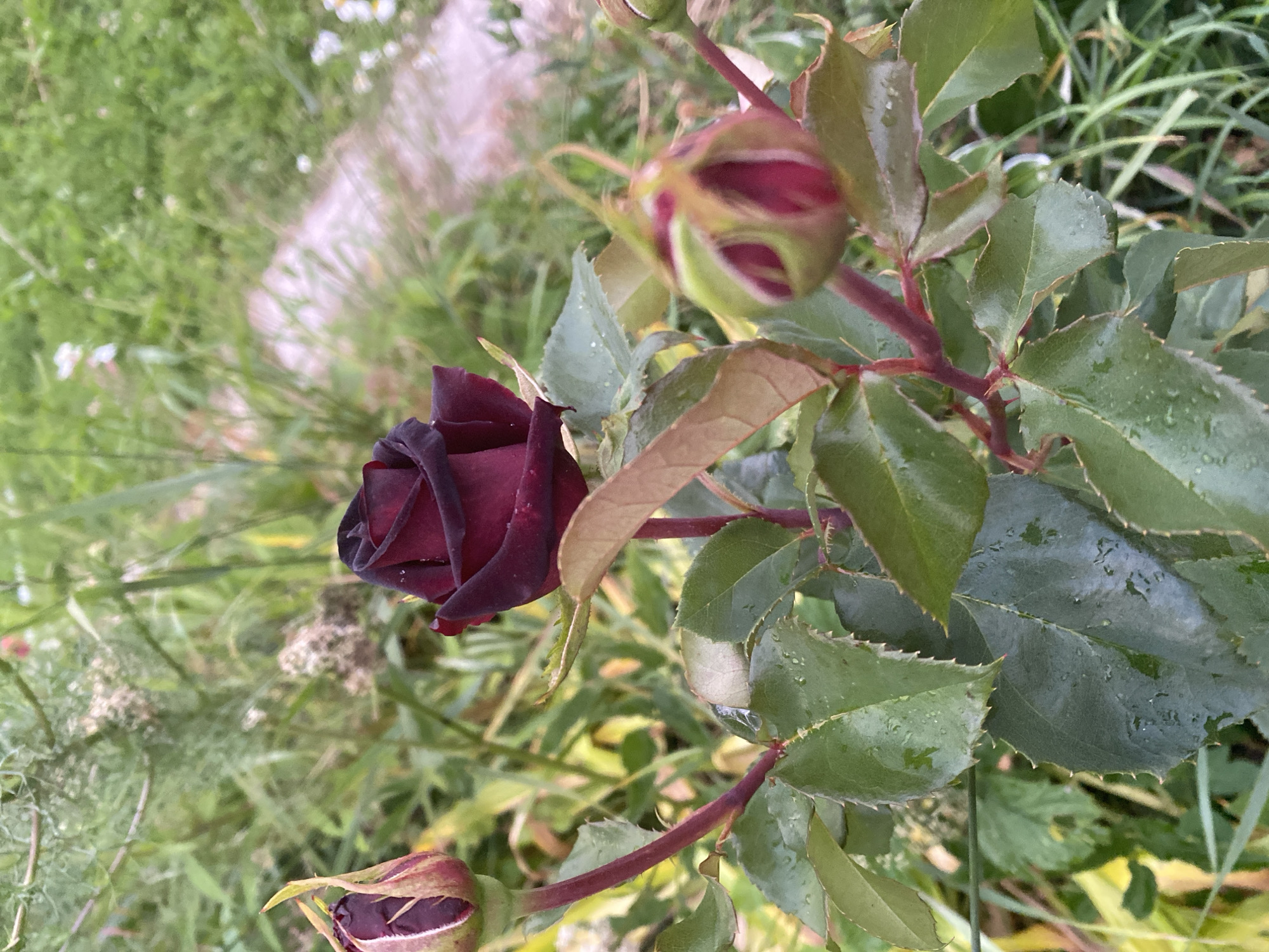 A close-up, vertical, eye-level shot focuses on a deep red rose bloom in the foreground, with several rose buds and green leaves. The rose is partially open, revealing its dark red petals. Water droplets are visible on the leaves and petals, suggesting recent rain or watering. In the background, a winding dirt path is partially obscured by lush green foliage, including tall grasses and other plants. The overall setting appears to be an outdoor garden in Lindo-Pustyn' (Kantaurovskii S/S), Russia, characterized by its natural, overgrown appearance. No people are present in the image.