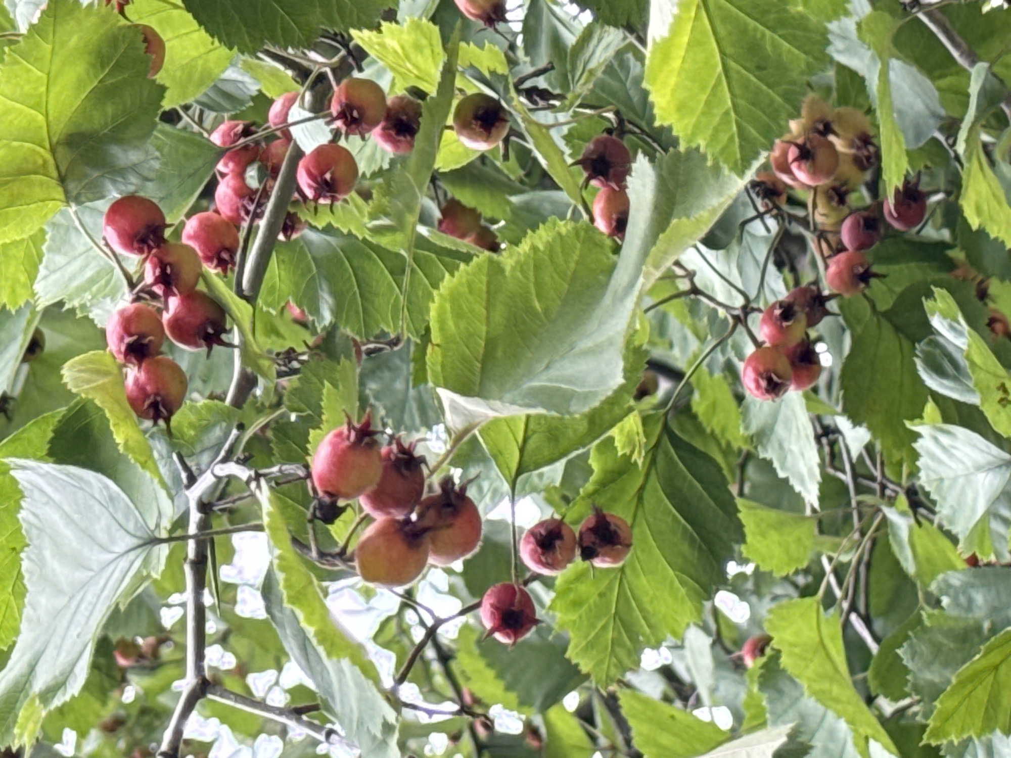A close-up, eye-level shot captures a branch of a hawthorn tree laden with ripe, reddish-pink berries. The berries are small, round, and clustered together, some still attached to their stems, while others hang loosely. They are interspersed with the tree's vibrant green leaves, some of which are broad and serrated, others smaller and more pointed. The foliage creates a dense canopy, with dappled sunlight filtering through, highlighting the texture of the leaves and the smooth surface of the berries. The branches themselves are thin and woody, crisscrossing the frame. The background is a blur of green and white, suggesting more foliage and possibly a bright sky or other plants. The scene appears to be outdoors, with the natural setting of a park or garden in Moscow, Russia. There are no people or animals visible in the frame.