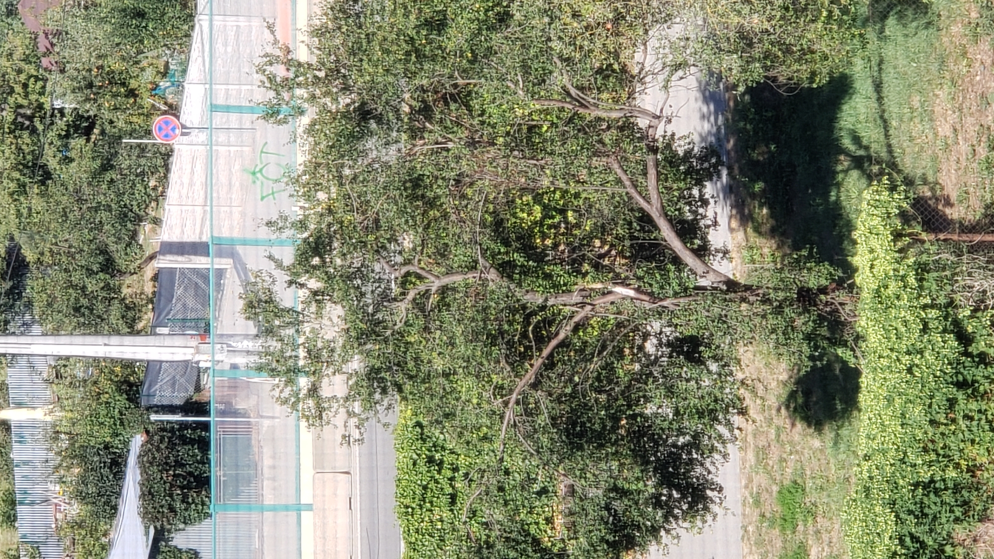 The image shows an outdoor scene with vegetation, a road, and some urban infrastructure. In the foreground, a tree with a sparse canopy and visible branches is prominent. Behind the tree, there is a dense green hedge or wall of ivy. A paved road is visible beyond the hedge, with a sidewalk or shoulder adjacent to it.
Further in the background, a green safety fence runs horizontally across the image. Beyond the fence, there are more trees and foliage, as well as a concrete barrier and a utility pole. A red and blue circular traffic sign with a diagonal red line through it is visible on the right side of the image, indicating a prohibition. Some graffiti, appearing to be green spray paint, is present on a surface behind the fence. The scene suggests an area on the outskirts of a city or in a park-like setting with urban elements integrated. Based on the visual cues, it is likely located in Prešov, Slovakia, given the characteristic street furniture and vegetation often found in the region. There are no people visible in the image.
