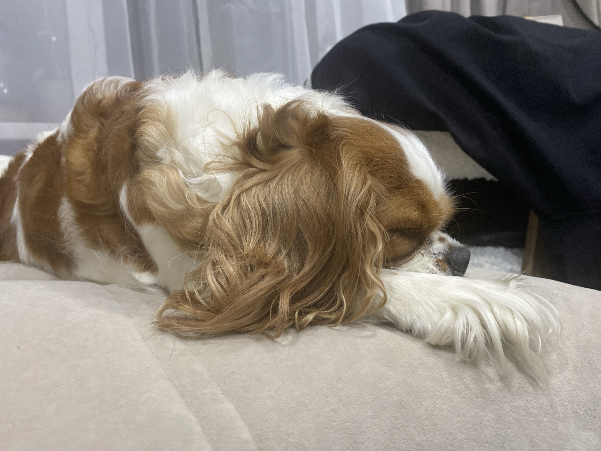 A medium shot shows a King Charles Spaniel sleeping on its side on a light beige sofa. The dog is predominantly white with large patches of reddish-brown. Its head is resting on its front paws, which are covered in long, white fur. The dog's eyes are closed, and its nose is visible. The background consists of sheer white curtains and a dark object, possibly a piece of furniture or clothing. The lighting is soft and ambient.