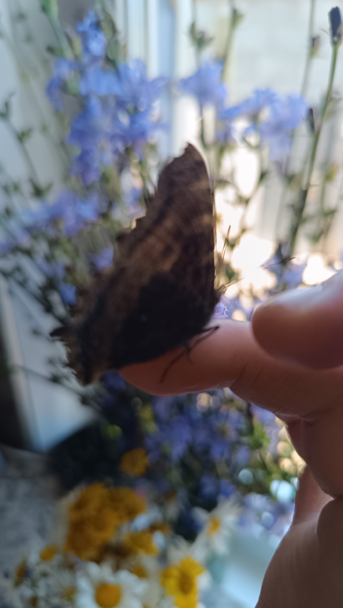 An extreme close-up, blurry, outdoor shot captures a butterfly resting on a person's finger. The butterfly, a dark brown with some lighter markings, is positioned horizontally across the tip of the finger. The finger is light-skinned and slightly tanned. In the background, out of focus, is a bouquet of delicate blue flowers, possibly delphiniums or larkspur, with hints of other colorful flowers like white daisies with yellow centers and yellow blooms. The lighting suggests it is daytime, possibly late afternoon, with a bright light source behind the flowers, creating a slightly washed-out effect in those areas. The location is not specified as Karsha, Russia.