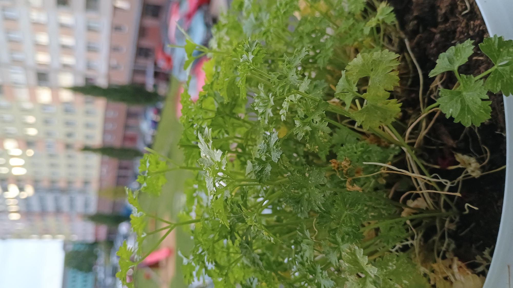 A close-up shot focuses on a potted parsley plant with green, curly leaves and some dry, brown stems. The plant is situated in the foreground, with the background blurred. Beyond the plant, a playground slide is visible on the left, and in the center and right, a light-colored apartment building with many windows stands tall. A street with parked cars is also visible in the mid-ground, suggesting an urban setting. The overall impression is one of domestic greenery against a backdrop of city life. The photograph was taken in Sokolov, Czechia.