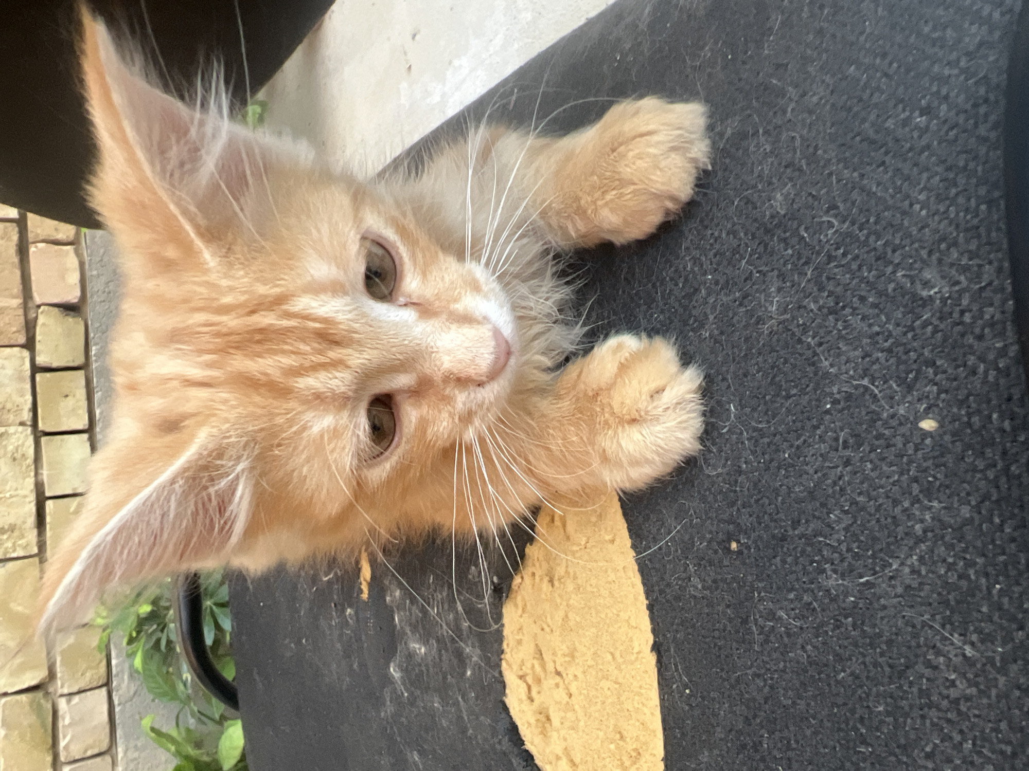 An orange tabby kitten sits on a dark, textured surface that appears to be fabric, possibly a cushion or chair. The kitten is facing downwards, looking slightly to its left. Its fur is a light orange with faint stripes. The kitten's ears are large and pointed, and its whiskers are long and white. To the left of the kitten is a patch of light brown, granular material. In the background, out of focus, is a brick wall and some green foliage. The lighting suggests an outdoor or semi-outdoor environment, possibly a patio or backyard. The surface the kitten is on is covered with fine white hairs and a few small specks of debris.