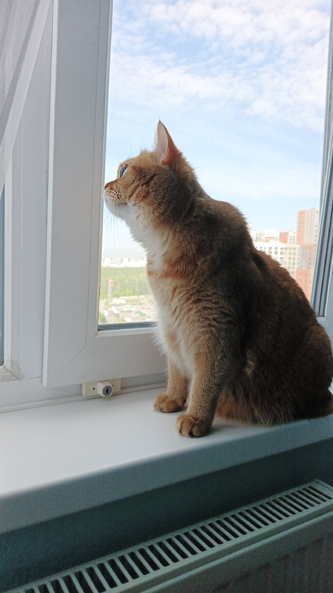 An auburn cat with white chest fur sits on a white windowsill, looking out a window at a cityscape under a cloudy blue sky. The cat is positioned in the right half of the frame, facing left with its head tilted upwards. Through the window, buildings and trees are visible, suggesting an urban environment. A white curtain hangs on the left side of the window. Below the windowsill, a radiator with horizontal slats is visible. The scene is indoors, with a residential-style window and furniture. The location is the city of Yekaterinburg, Russia, as indicated by the characteristic architecture of the buildings in the background.