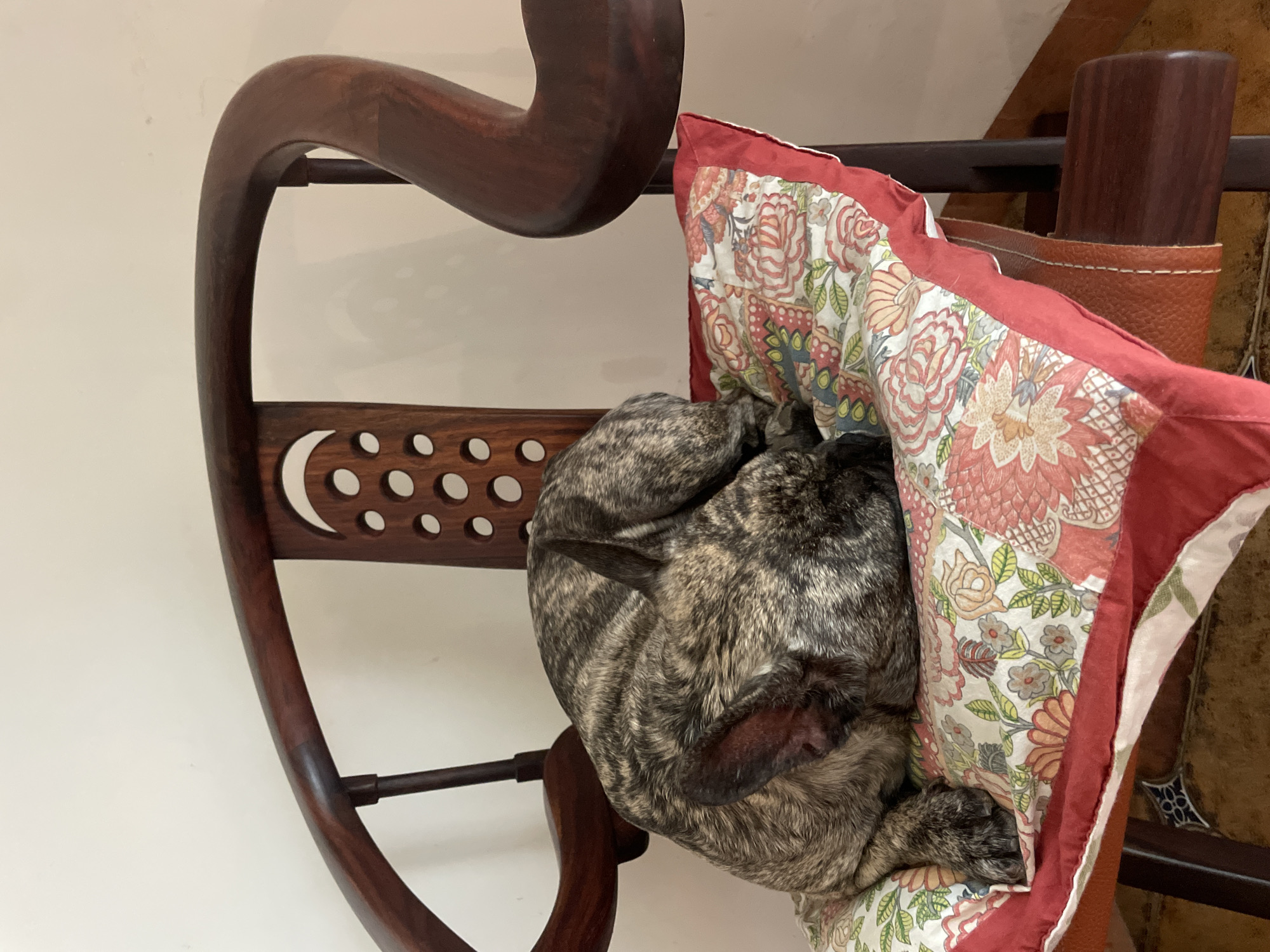 The image shows a brindle French Bulldog sleeping in a wooden chair with a floral cushion. The chair has a distinctive curved back and circular cutouts. The cushion is red and white with a floral pattern. The dog is curled up, mostly hidden in the cushion. The location is unknown.