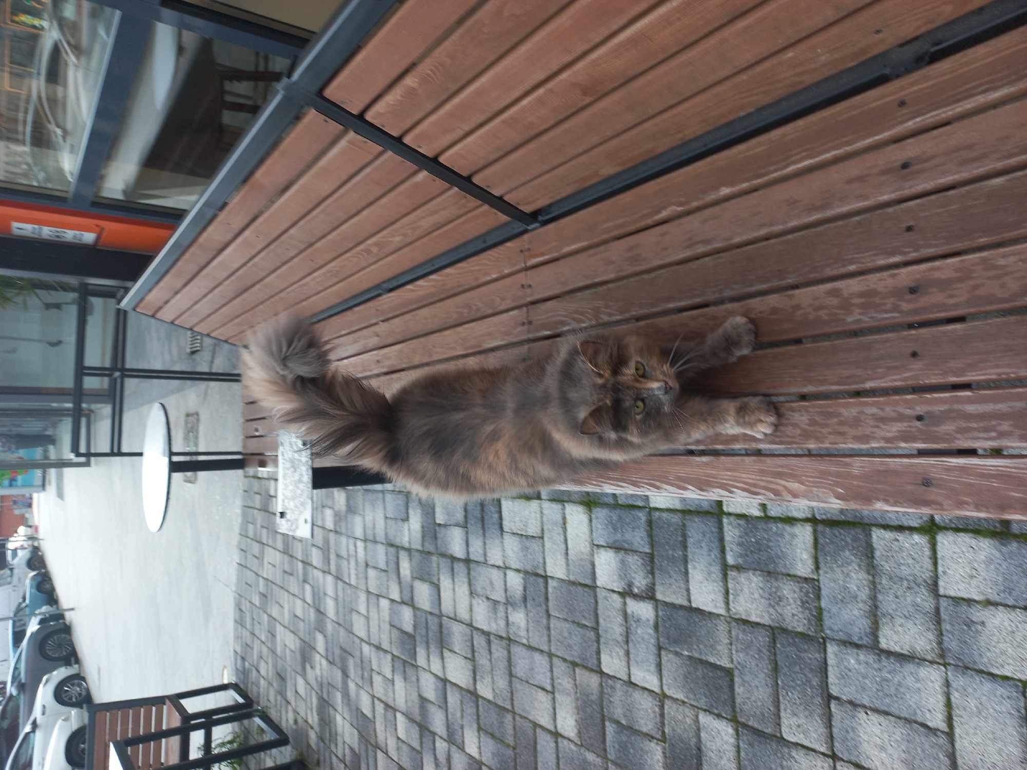 A long-haired, grey, calico cat is lying on a wooden bench outside a building. The bench is composed of horizontal planks with black metal supports. The cat is stretched out lengthwise on the bench with its paws extended. The ground beneath the bench is paved with grey bricks. The building has a glass window and black frame, reflecting an orange sign. Outside, a street scene includes parked cars and tables and chairs. The image does not show any evidence of Sochi, Russia.