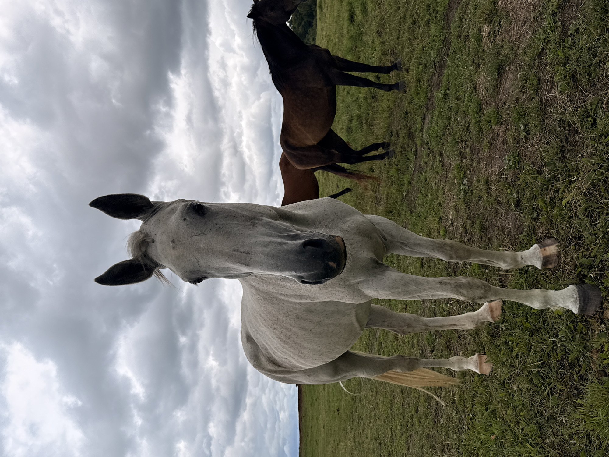 A low-angle, full-shot photograph captures three horses in a field under a cloudy sky. The horse in the foreground is a dappled grey, facing the camera. Its head is slightly tilted, and its ears are pricked forward. The horse's mane is a light blonde, and its tail is long and flows behind it.
In the background, to the right of the grey horse, stand two other horses. The one on the left is a reddish-brown, and the one on the right is dark brown. Both are standing side-by-side, facing away from the camera and towards the right edge of the frame. Their bodies are partially obscured by the grey horse in the foreground.
The field is covered in green grass, with some patches of dry earth visible. The sky above is filled with dense, grey clouds, suggesting an overcast or impending rainy day. The horizon line is visible in the distance, marked by a subtle rise in the land on the left. The location is identified as Galinė, Lithuania.