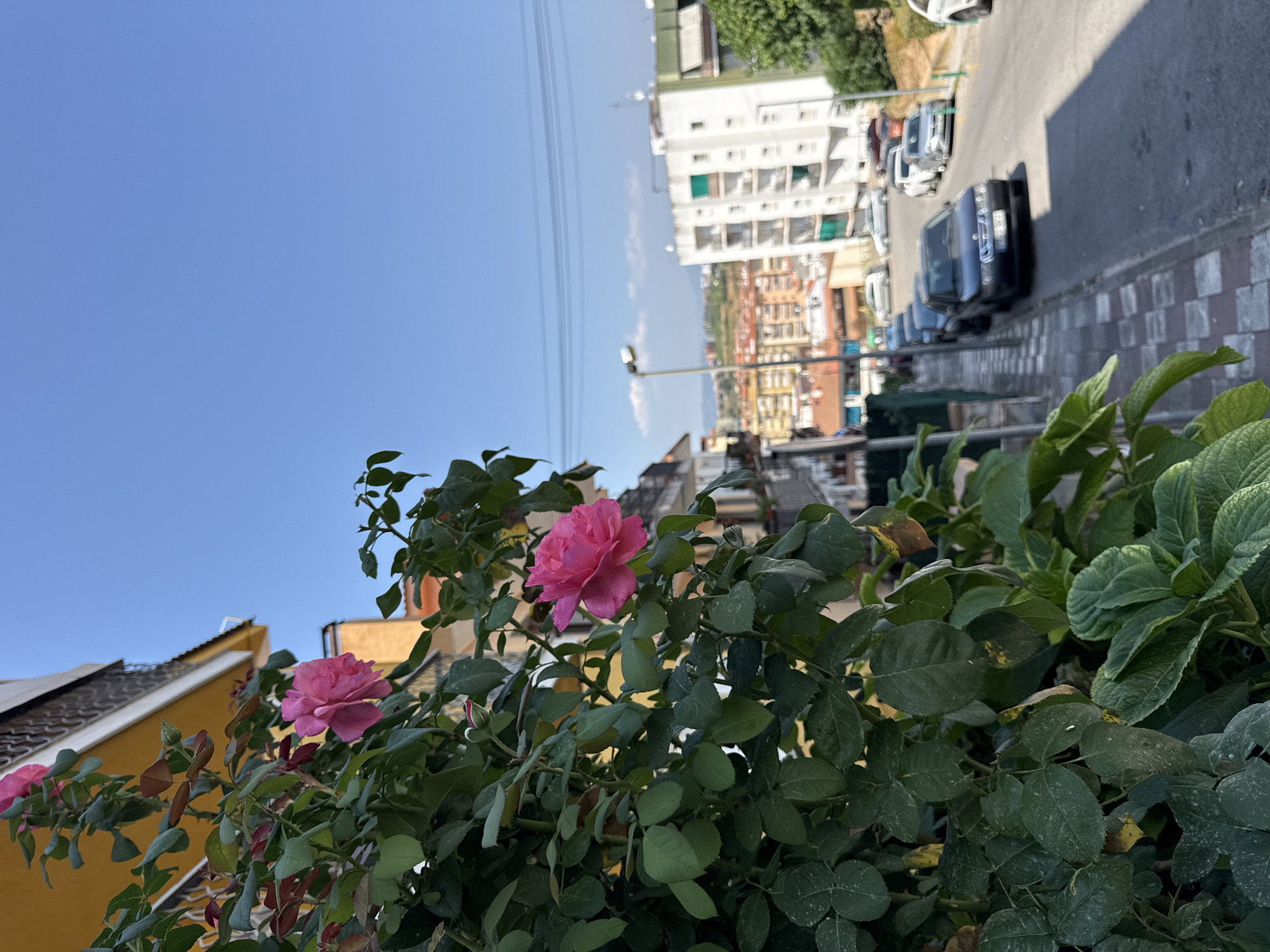 The image depicts a street scene in Blanes, Spain, on a clear, sunny day. In the foreground, a lush rose bush with vibrant pink blooms and green foliage is prominently featured, extending from the left side of the frame. Behind the rose bush, a yellow building with a balcony and white railing is visible. The middle ground shows a street lined with parked cars, including a dark-colored sedan in the foreground. A checkered sidewalk runs alongside the street. In the background, residential buildings with various architectural styles and colors are clustered together, with a larger white and green building to the right. The sky is a bright, cloudless blue.