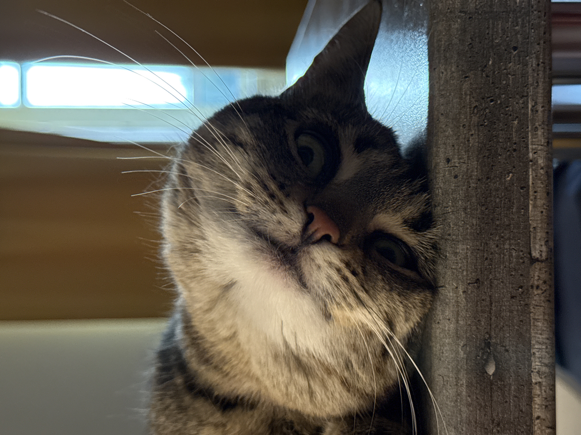 A tabby cat lies on its side on a textured, dark gray surface. The cat's head is tilted, and its eyes are partially closed. One ear is pointed upwards, while the other is folded back. The background consists of a light-colored wall and a window with blinds, with a golden curtain to the right. The image appears to be taken indoors, in a residential setting in Saint Petersburg, Russia.