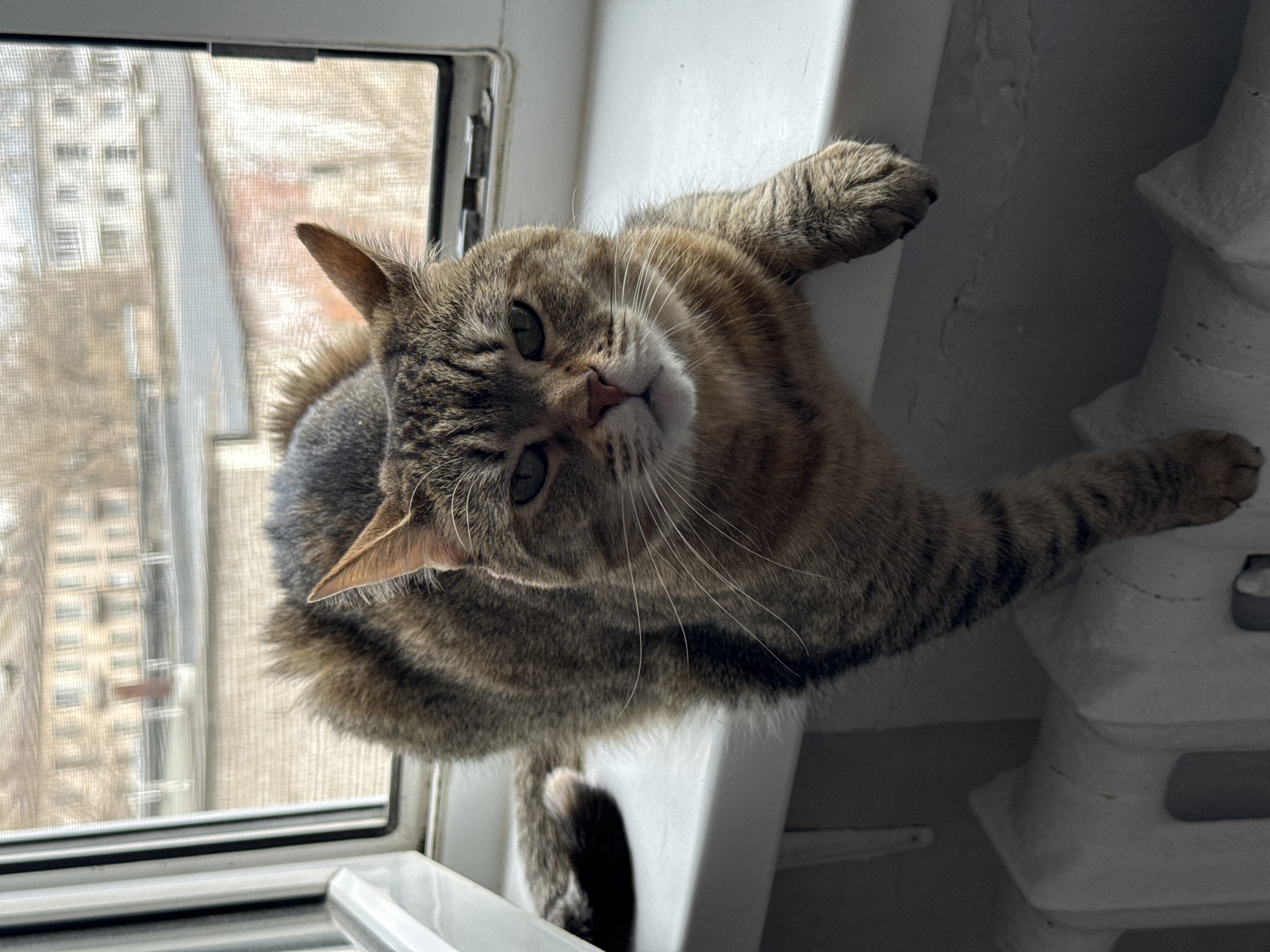 A domestic short-haired tabby cat is captured from a high-angle perspective, lying on its back or side on a white window sill. The cat, with its distinctive brown, black, and grey striped fur, gazes directly up at the camera with a calm and curious expression. Its prominent white whiskers fan out from its muzzle, and its paws are extended, with one resting against the white wall or window frame.
Through the window, a fine mesh screen partially obscures the view of an urban or residential landscape. Several multi-story buildings with numerous windows are visible in the soft, diffused daylight, suggesting an overcast day. To the right of the cat, a white, ribbed radiator or heating unit is present, blending with the light-colored wall. The scene is set indoors, overlooking an outdoor view in Chaikovsky, Russia. There is no visible text in the image.