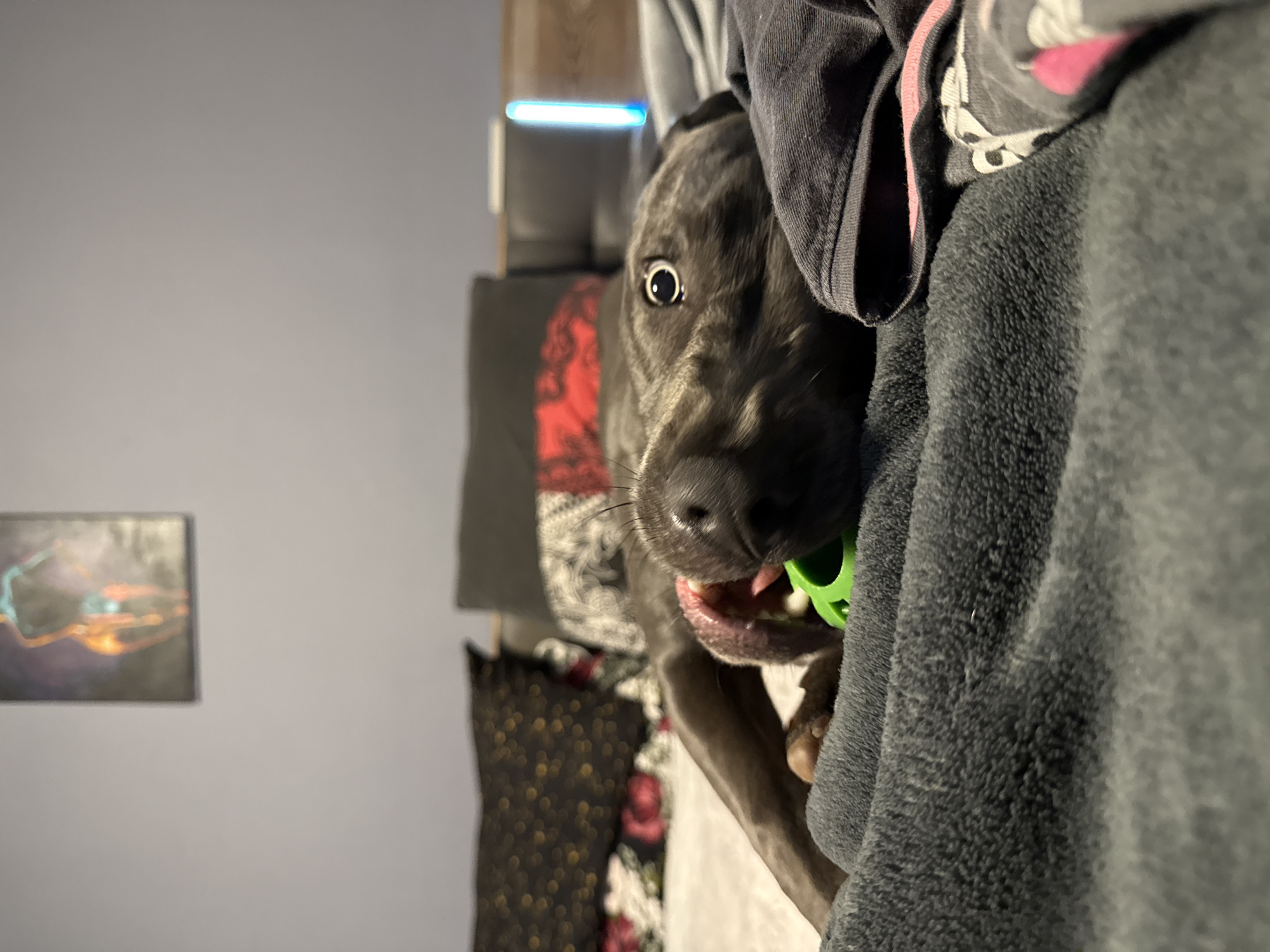 A medium-sized grey dog, possibly a Cane Corso or similar breed, is holding a green ball in its mouth. The dog's right eye is wide and visible. The dog appears to be peeking out from behind a pile of grey laundry. Behind the laundry and the dog is a black shirt with red floral pattern. The wall is a light grey. An art piece on the wall shows a blurred image of colorful lighting. The image appears to be taken indoors in a personal room. There is no evidence that this image was taken in Varna, Bulgaria.