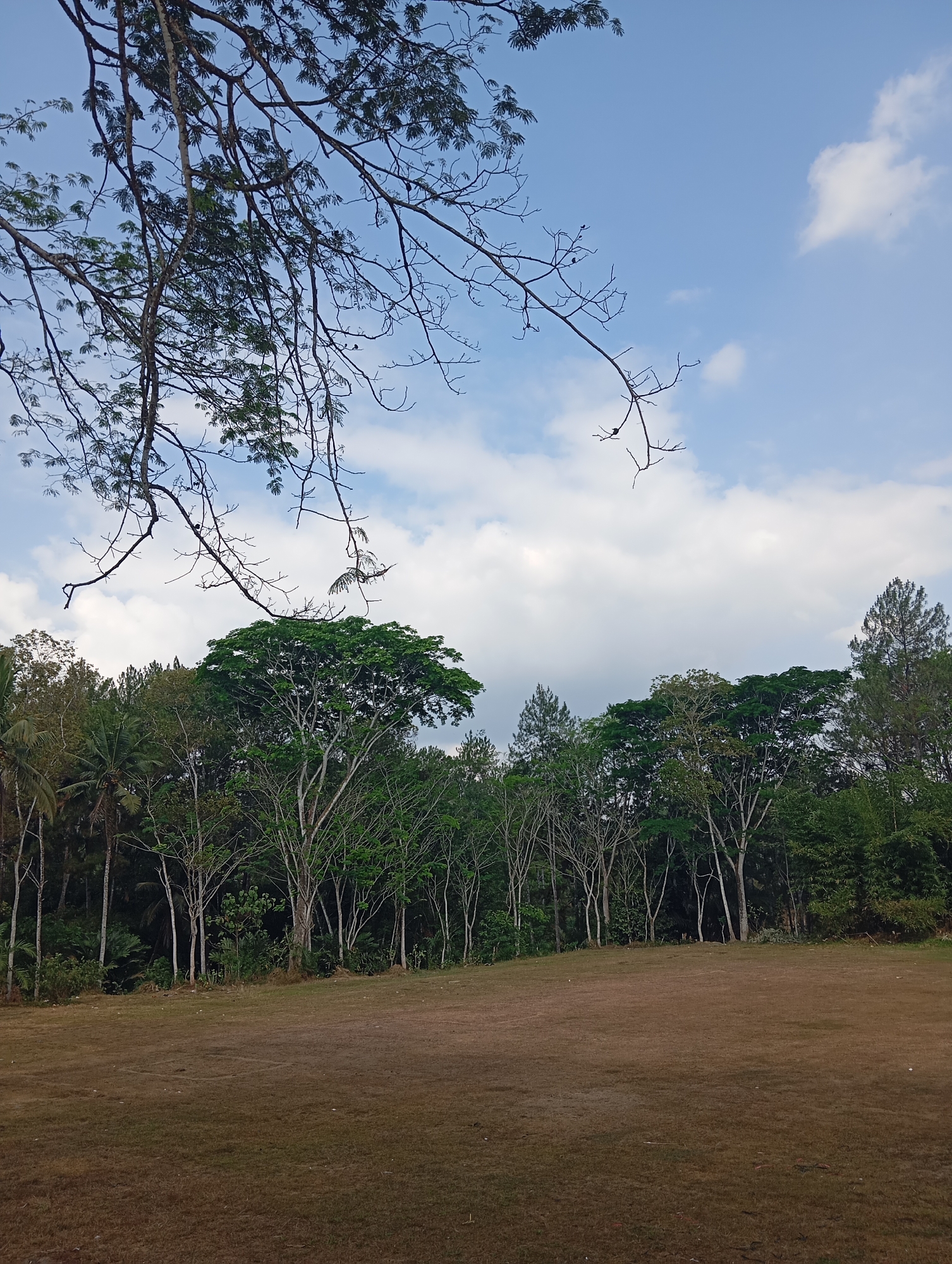 The image depicts an outdoor scene, likely a park or open field, in Sokaraja, Indonesia. In the foreground, a dry, brown grassy field stretches across the frame, showing signs of sparse vegetation and some fallen leaves. The middle ground is occupied by a dense line of trees and vegetation, exhibiting a variety of green hues and tree types, including palms, deciduous trees with full canopies, and some with sparser foliage. The trees are varied in height, creating an uneven treeline against the sky. The background consists of a bright blue sky with scattered white clouds, some appearing fluffy and others more wispy. Overhanging from the top left of the frame is a large tree branch with delicate, feathery leaves and thinner, bare branches extending towards the sky. The overall impression is a tranquil, natural landscape under a clear sky.