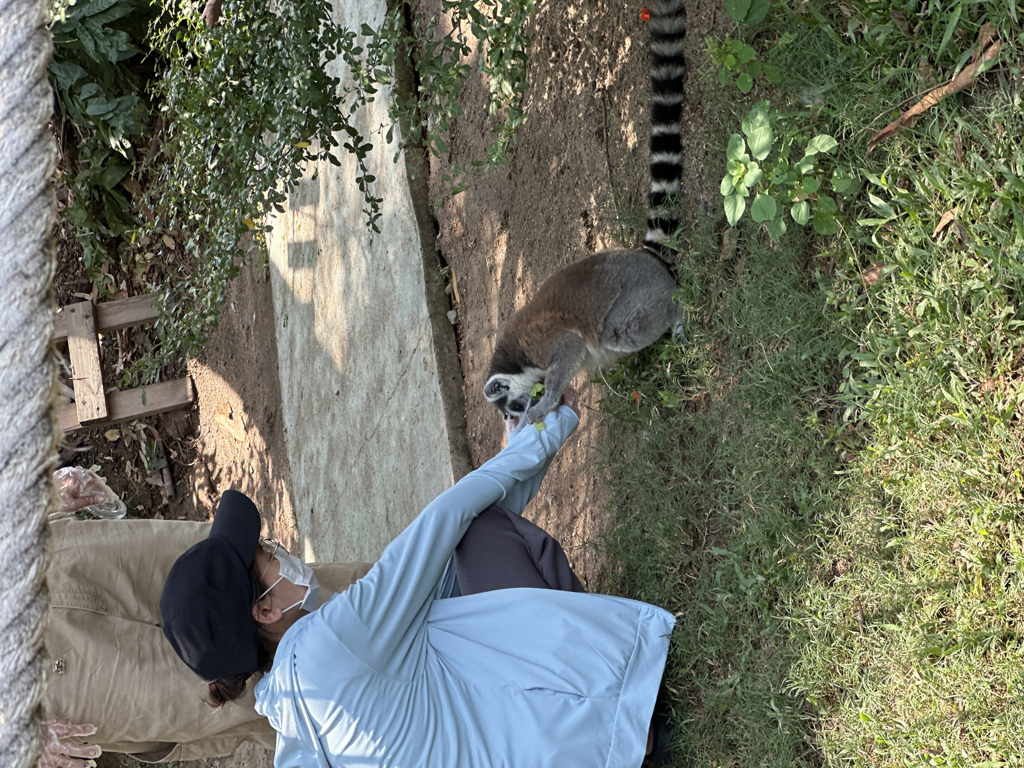 A person wearing a face mask, black baseball cap, light blue jacket, tan pants, and gloves is interacting with a lemur. The lemur is gray with a black and white striped tail, and it is near the person’s hand. The background includes dirt, grass, greenery, a stone path, and a partial wooden structure. The image was taken in Bang Phra Subdistrict, Thailand.