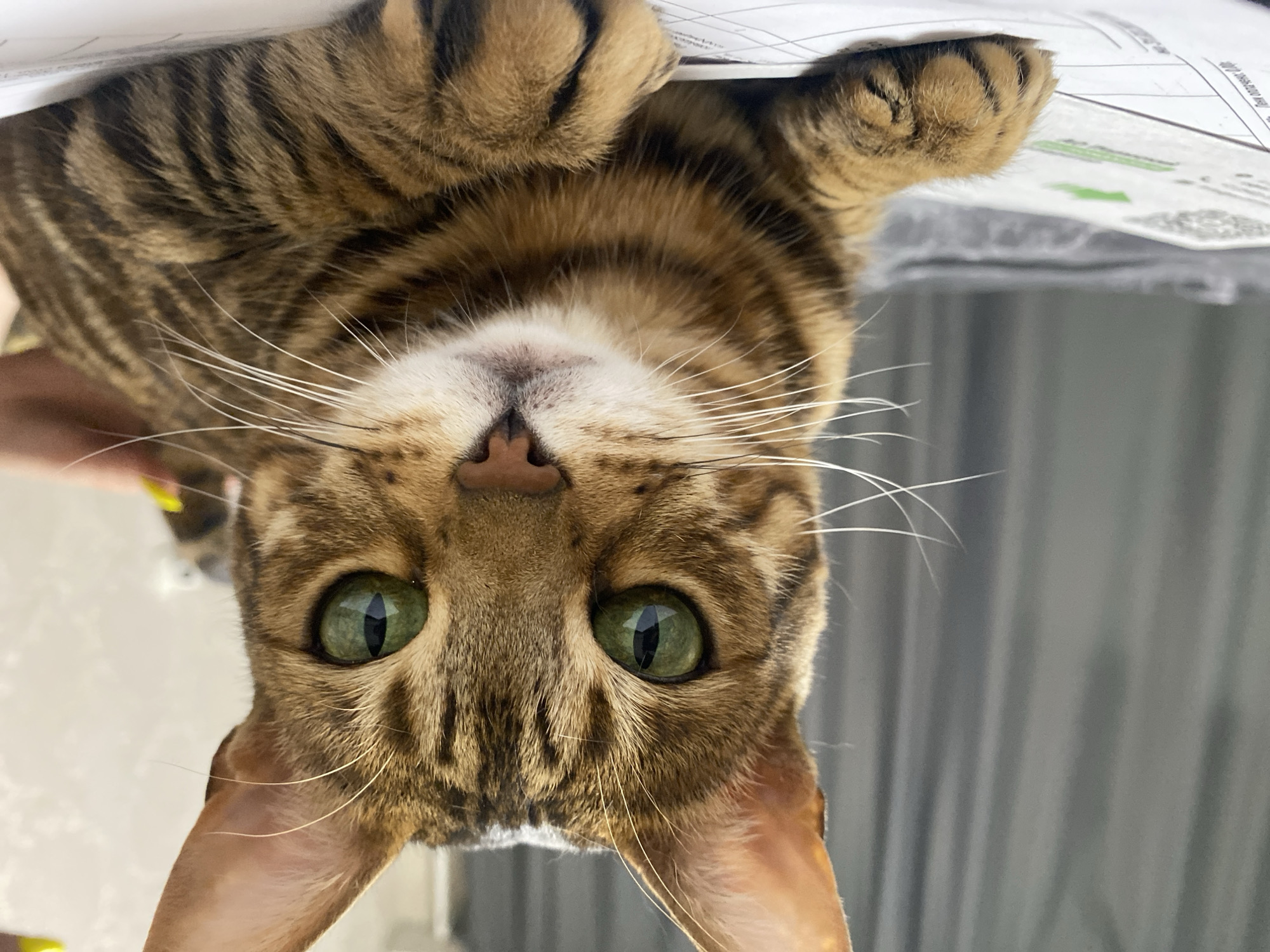 A close-up, upside-down view of a brown-striped Bengal cat's face. The cat has green eyes, a pink nose, and white whiskers. Parts of the cat's paws are visible, along with a white paper with printed text. The location of Chaikovsky, Russia, is not discernible from the image.