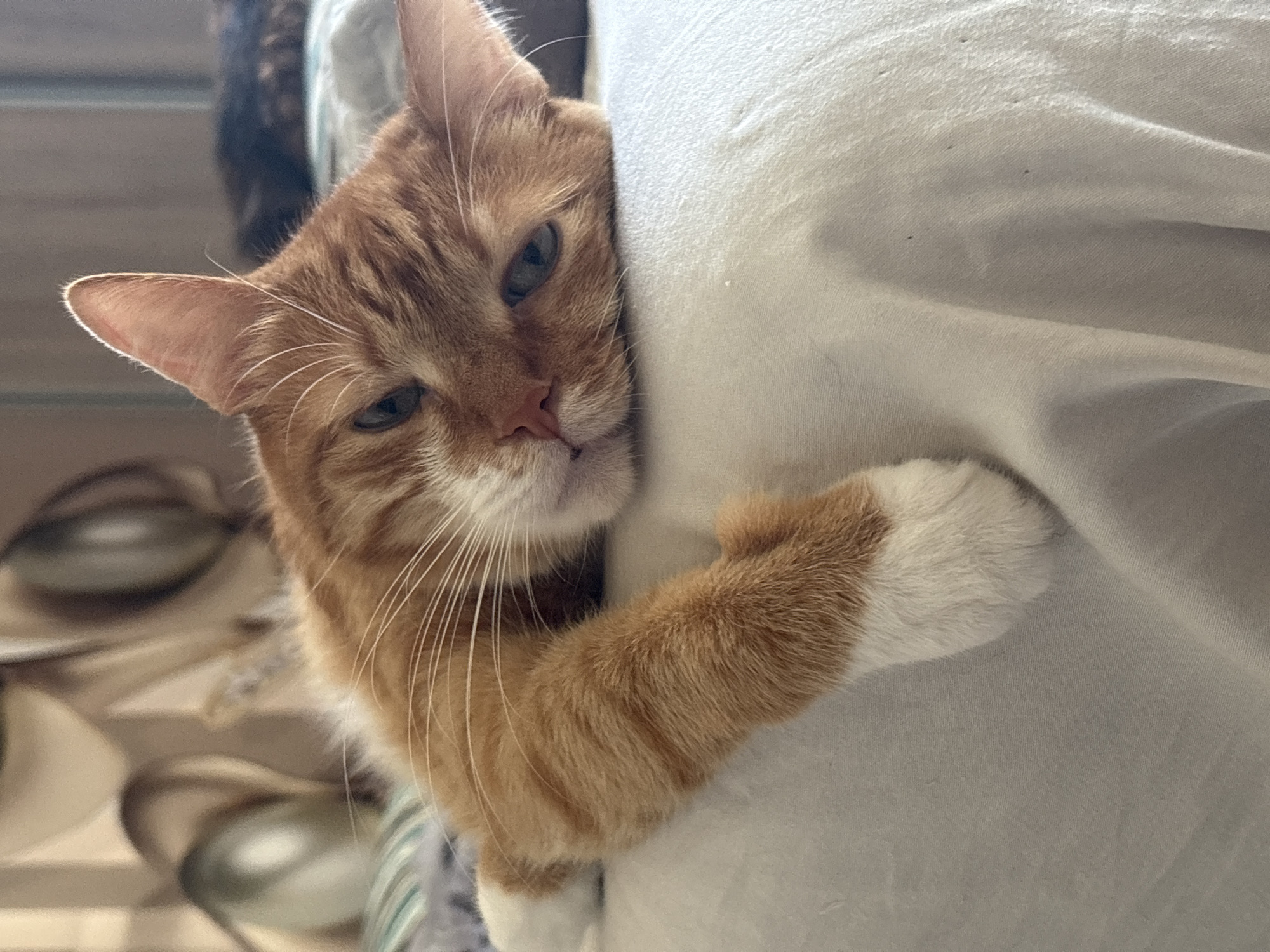 A close-up, eye-level shot shows an orange tabby cat resting its head on a light-colored, textured surface, likely a bed or sofa. The cat's eyes are partially closed, giving it a sleepy or relaxed appearance. Its left paw, with white fur on the tip, is extended towards the viewer. The background is blurred, showing hints of a neutral-colored wall and possibly other furniture or decorations. The overall lighting suggests an indoor environment, likely a domestic setting. The image was captured in Bar, Montenegro.
