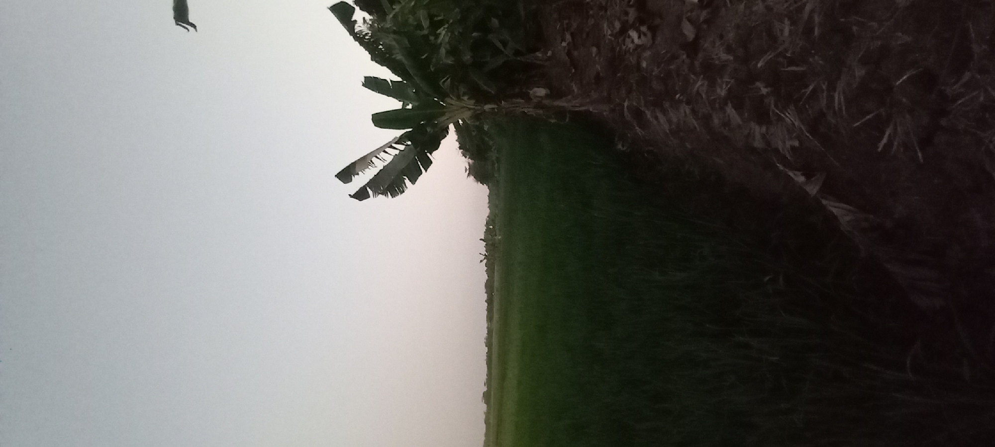 A photograph taken at dusk shows a rural landscape in Sidamulya, Indonesia. In the foreground, on the right, is a dirt embankment with some dried vegetation and what appears to be a discarded piece of white plastic. To the left of the embankment is a field of lush green crops, possibly rice paddies, stretching into the distance. In the middle ground, across the field, a figure on what appears to be a bicycle is visible, along with a few trees and other vegetation. On the far right of the image, a banana tree with large, tattered leaves stands prominently. The sky is a pale, overcast grey, typical of twilight. The overall impression is of a tranquil, agricultural setting at the end of the day.
