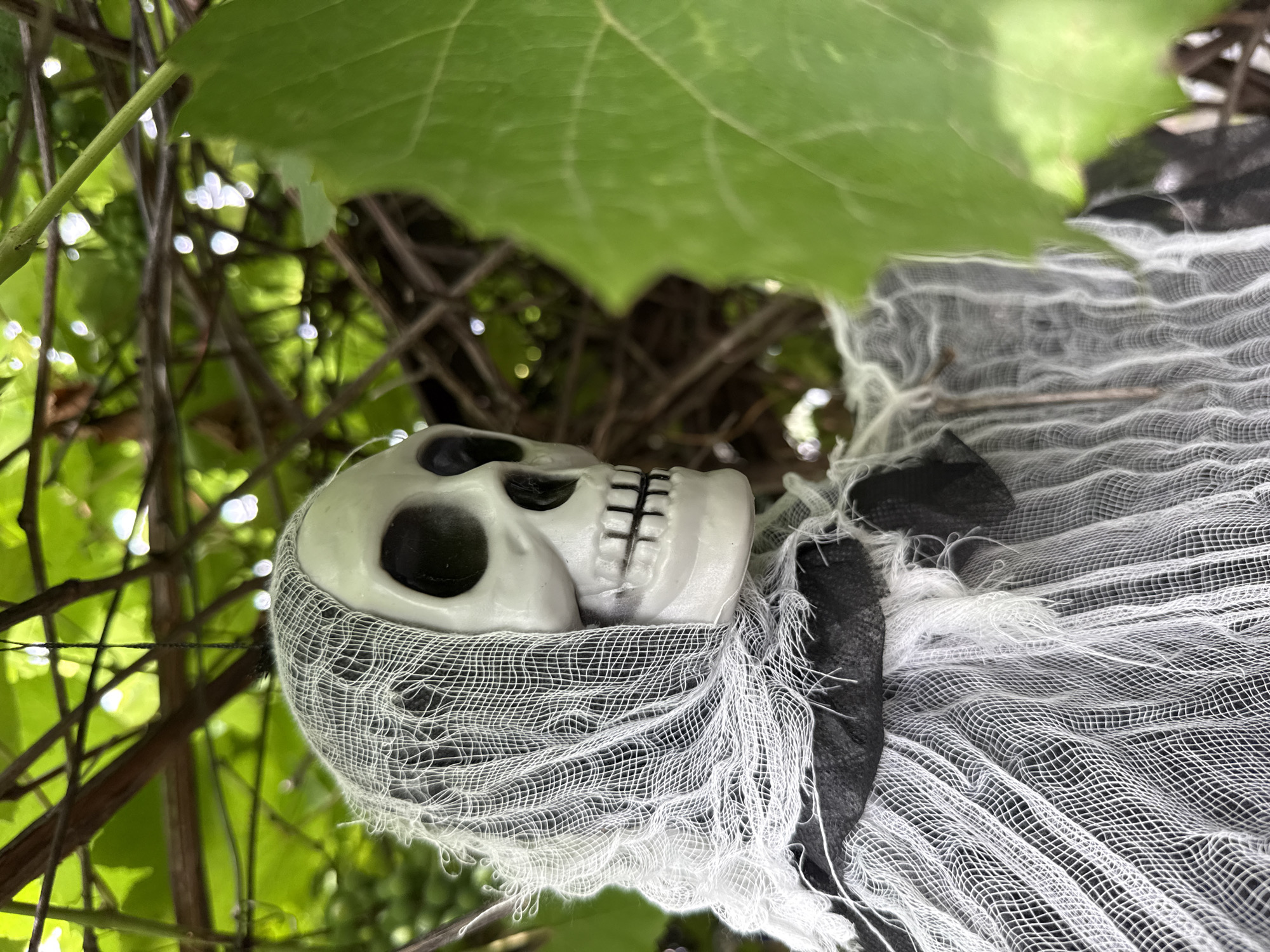 An outdoor, medium-shot photograph shows a Halloween decoration, a skeleton figure with tattered white cloth draped around its head and body, suspended from a vine-covered tree branch. The skeleton's skull is white with black eye sockets and a grinning mouth. Green leaves and brown branches fill the background, with some out-of-focus highlights suggesting sunlight. The decoration is hanging in a natural, outdoor setting.