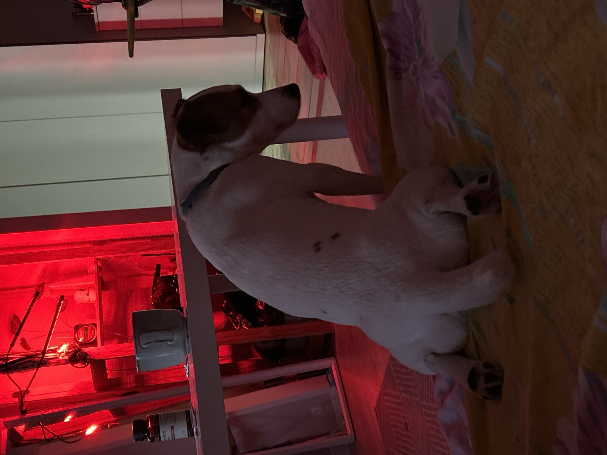 A Jack Russell Terrier is lying on a bed with a floral patterned blanket next to a white shelving unit with red lighting. The location is unidentified and there is no evidence that it is in Chaikovsky, Russia.