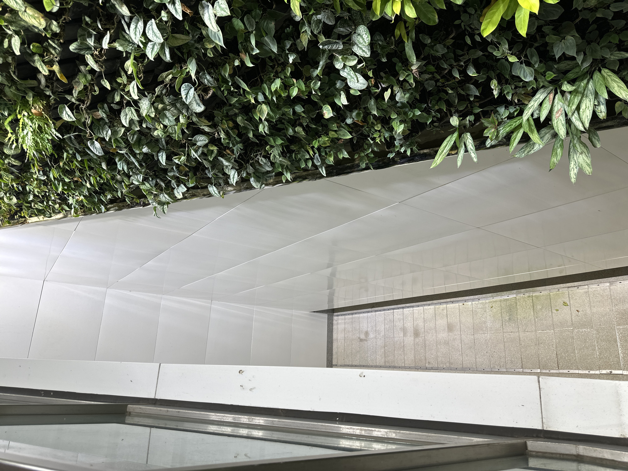 An outdoor vertical garden with a wall of lush green plants is featured alongside a white tiled wall. A narrow walkway with light grey paving stones runs between the two walls. The walkway is bordered by a metal railing on one side and the white tiled wall on the other. The image appears to be taken from a slightly elevated perspective, looking down at an angle. The scene is well-lit, suggesting it is daytime. The overall aesthetic is modern and clean, with the natural element of the vertical garden contrasting with the geometric patterns of the tiled wall and walkway. There are no people or animals visible in the image.