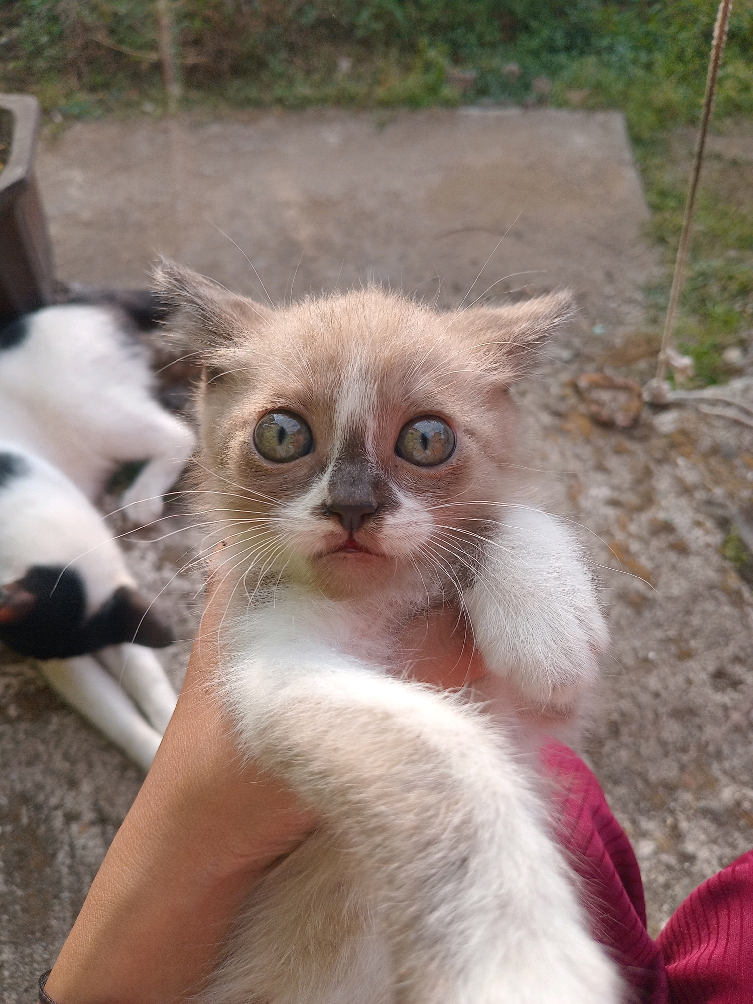 In Claket, Indonesia, a person's hand holds a small, light brown and white kitten with large, wide eyes. The kitten's fur is fluffy, and its face has dark brown markings around its nose and eyes. In the background, another cat, predominantly white with black patches, is lying on a concrete surface. The environment appears to be outdoors, with grass and some potted plants visible. The overall lighting suggests it is daytime.