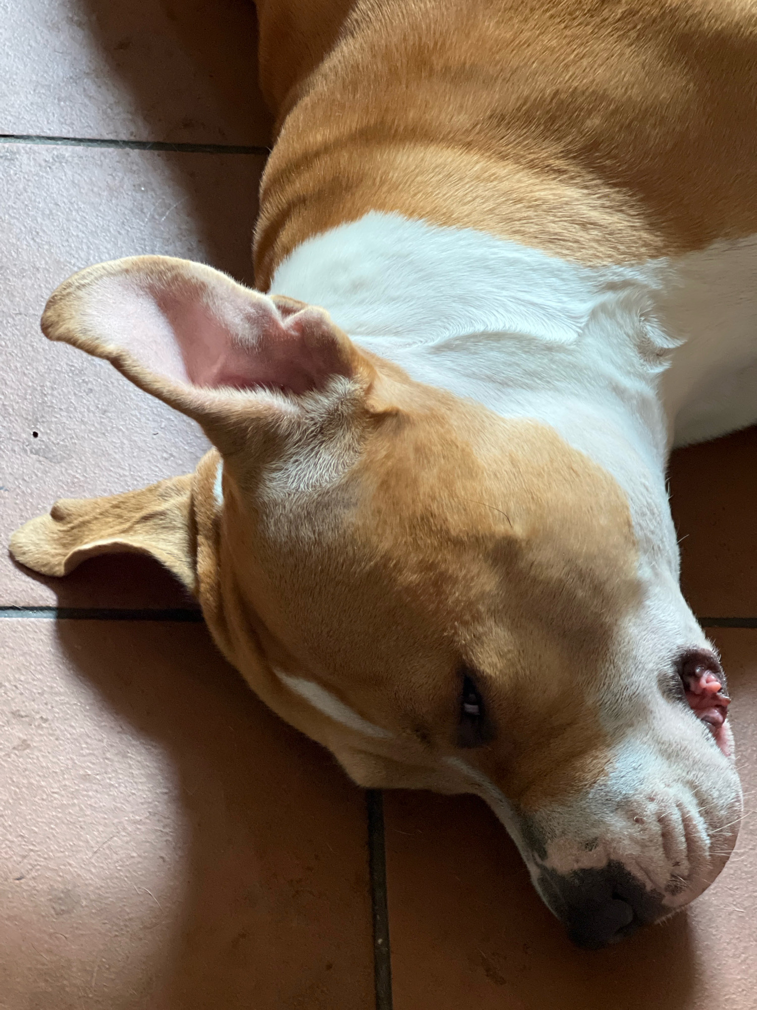 A tan and white dog is lying on its side on a floor composed of reddish-brown tiles. The dog's head is turned to the right, with its face angled downwards. Its ears are open and alert. The dog's eyes are partially closed, and its mouth is slightly open, revealing part of its tongue and teeth. The environment appears to be indoors. The dog is the sole subject in the image. There is no indication of the location being in Brno, Czechia.