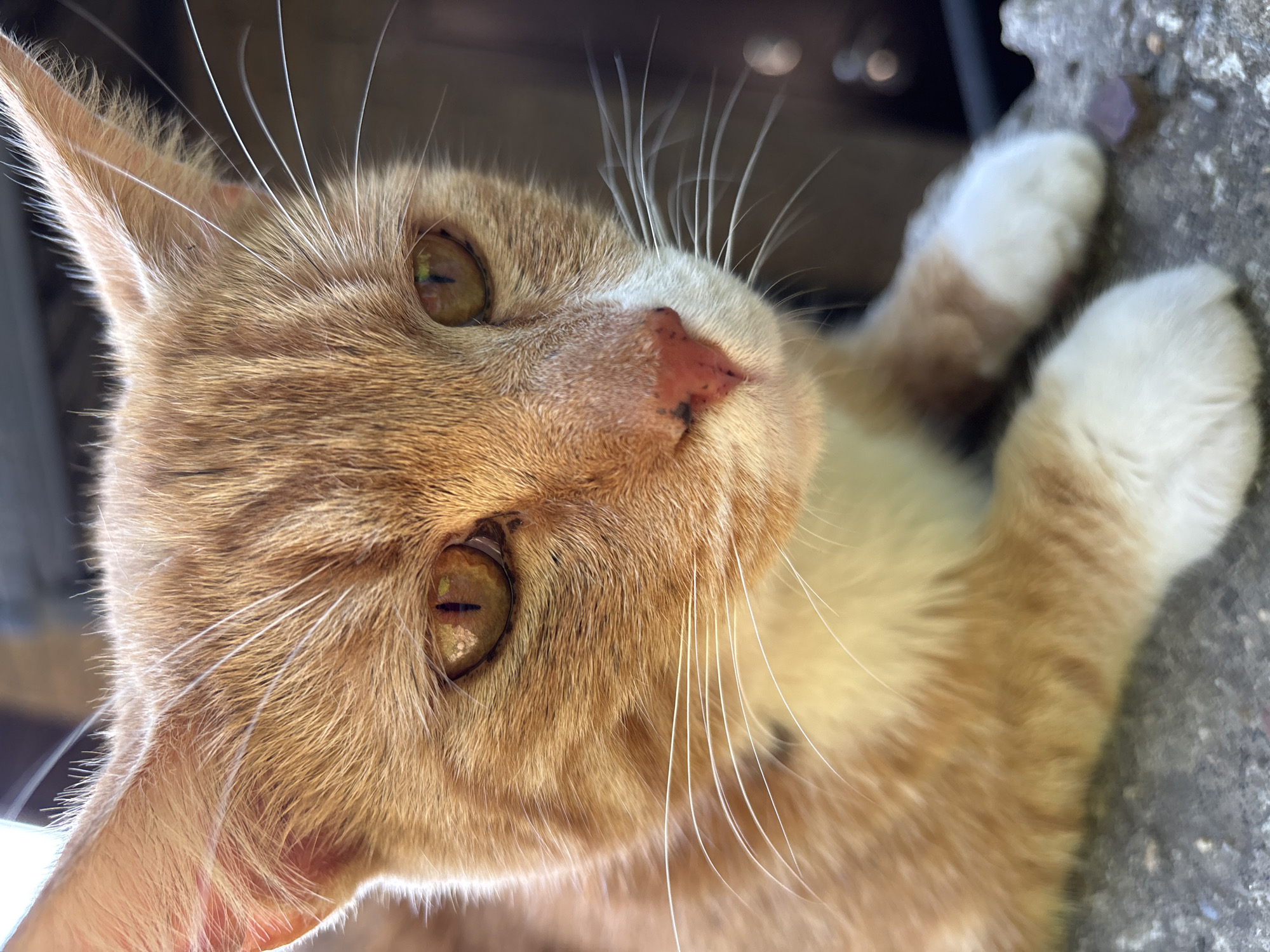 The media file is a close-up, low-angle shot of an orange and white cat. The cat is lying down on a textured, gray surface, possibly concrete or stone, suggesting an outdoor setting. The cat's fur is predominantly orange with white markings on its chest and paws. Its eyes are a striking amber color, with vertical pupils, indicating it is likely daytime. The cat's whiskers are long and white, fanning out from its face. Its nose is pink with darker spots. The background is softly blurred, with hints of darker colors and some out-of-focus circular lights, possibly indicating foliage or distant objects. The lighting suggests it is daytime, with sunlight creating highlights on the cat's fur and casting some shadows. The cat appears relaxed, with its paws resting on the surface. There is no visible text in the media file. The context provided indicates the location is Sochi, Russia.