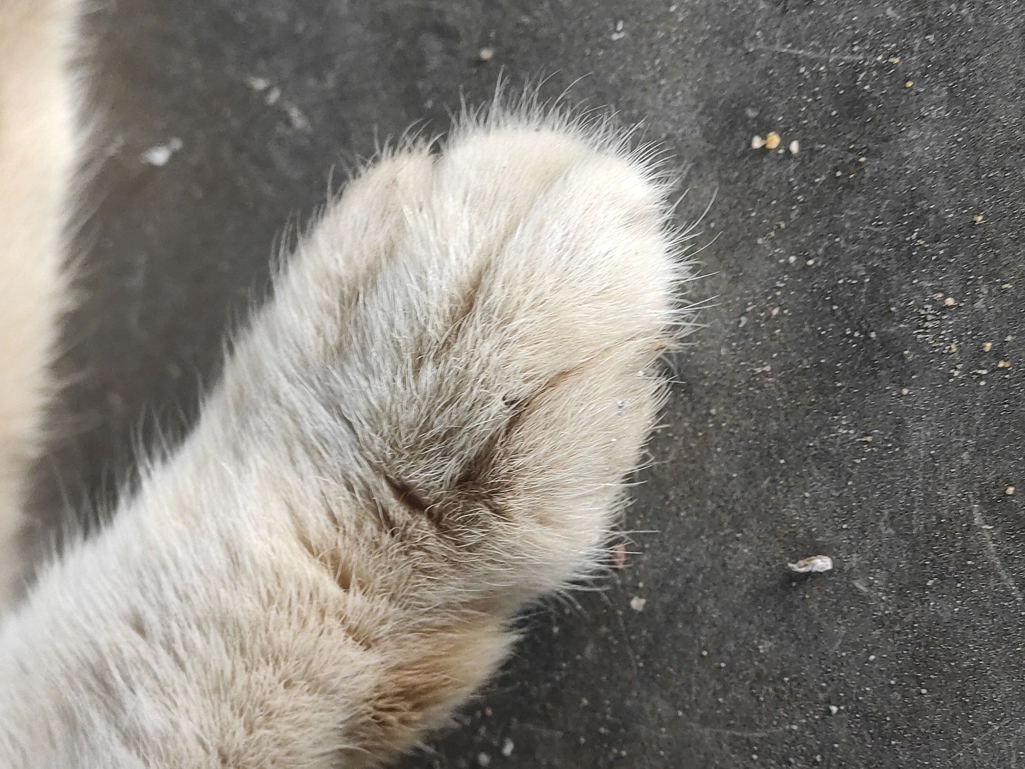 A close-up view depicts the left paw of a cat with light-colored fur resting on a dark, textured surface. The cat's paw is the primary subject, occupying a significant portion of the frame. The background consists of a mottled surface. The location is not specified. No people, actions, or interactions are visible.