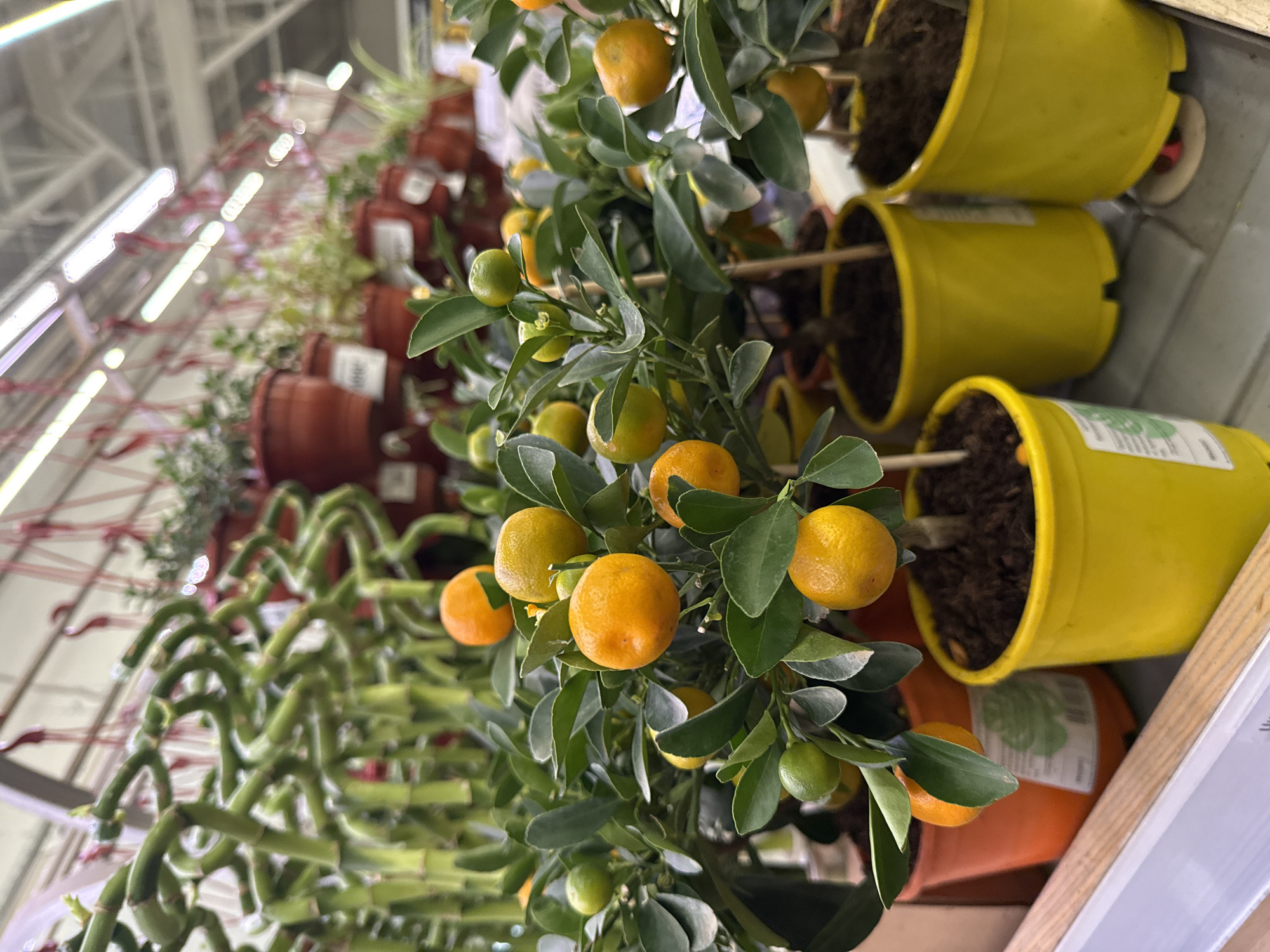 The image shows a variety of potted plants displayed for sale. The foreground features a dwarf citrus tree with small, orange fruits and green leaves in a yellow pot. To the left, there are potted bamboo plants. Further in the background, there are several potted plants with brown pots. The scene suggests a retail environment, possibly a garden center or a department store's plant section. The location in Izhevsk, Russia is not evident in the image.