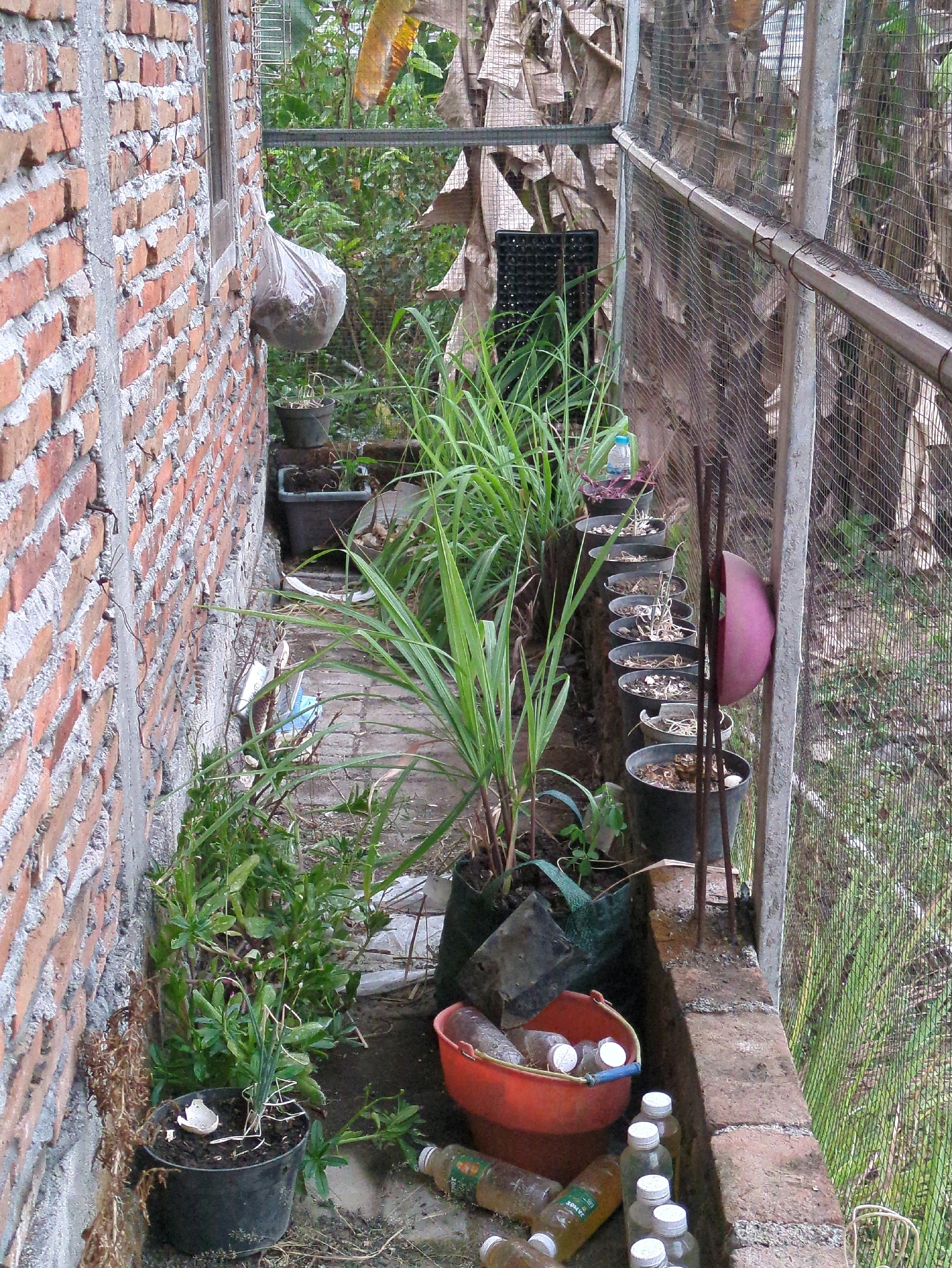 This is a high-angle, medium shot of an outdoor area located in Sindon, Indonesia, likely a backyard or garden space. The scene is cluttered with various plants in pots, containers, and on the ground, with a brick wall on the left and a wire mesh fence on the right.
The brick wall is made of weathered red bricks with visible mortar and some plant vines growing on it. A white plastic bag, possibly containing soil or debris, is hanging from a hook attached to the wall.
The ground is covered with dirt, small rocks, and dried leaves. Several potted plants are arranged in a row along a raised brick ledge on the right side of the scene. These pots are mostly black and contain dry soil, with some showing small, wilting plants or just remnants of vegetation. There are also several glass bottles with white caps, some filled with liquid, scattered on the ground and on the brick ledge. One large orange plastic bucket is also visible, containing several plastic bottles.
A large, leafy green plant, possibly sugarcane or a similar grass, is prominent in the center of the image, growing out of a black pot. Other smaller green plants are visible in pots and scattered around the area. To the far right, beyond the wire mesh fence, dense green vegetation is visible.
The overall impression is one of a functional, perhaps slightly neglected, outdoor workspace or gardening area. The lighting suggests it is daytime, with natural light filtering through. No people are visible in the frame.