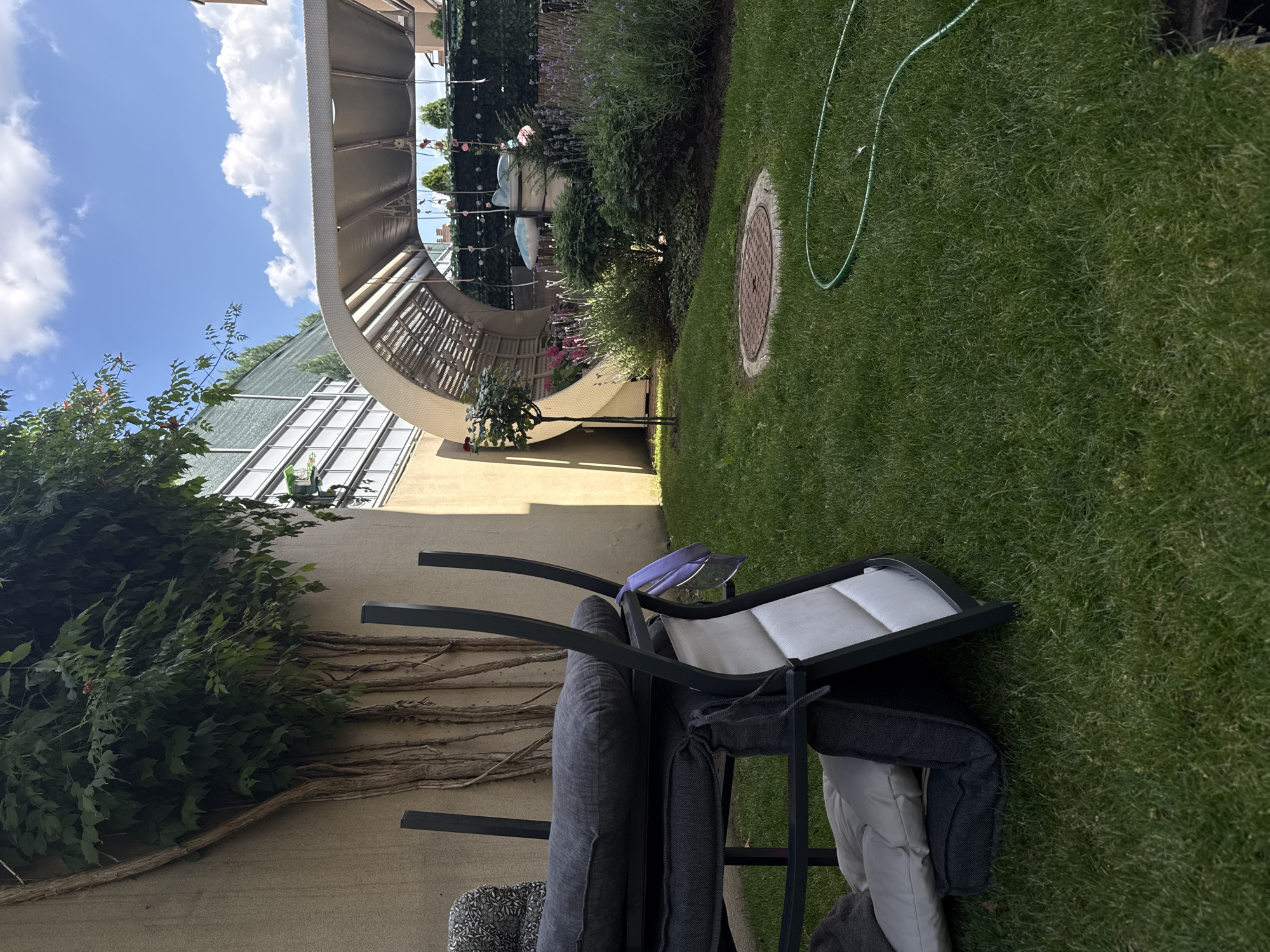 The image depicts a residential backyard in Belgrade, Serbia, on a sunny day with scattered clouds. In the foreground, a charcoal-colored metal chair with gray and white cushions is overturned and resting on lush green grass. A purple cloth is draped over one of the chair's backrests. The backyard features a well-maintained lawn, a round manhole cover, and a green garden hose coiled on the grass. In the mid-ground, a small rose bush stands beside a curved, light-colored modern canopy structure. Behind the canopy, a neatly trimmed hedge is visible, adorned with hanging decorations. Further in the background, a grey fence and building facades are discernible. To the left of the scene, a textured wall is partially covered by the exposed roots and dense foliage of a climbing plant, suggesting the presence of mature trees. The overall setting indicates a private outdoor space likely associated with a dwelling.
