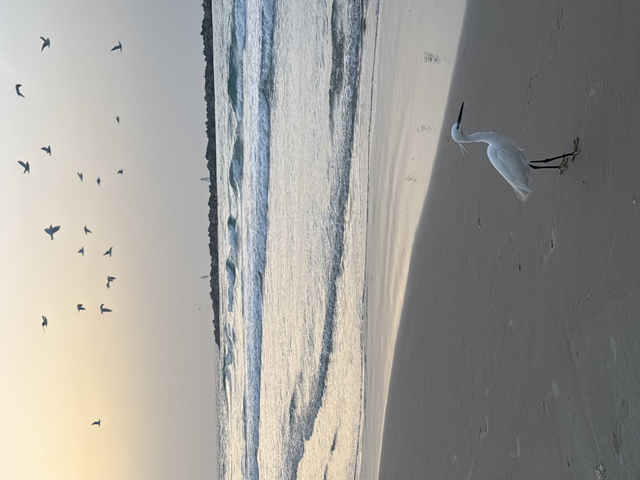The media file displays a serene beach landscape, captured with an unusual vertical orientation, as if rotated 90 degrees counter-clockwise.
The left half of the image is dominated by a light-colored sky, exhibiting a soft gradient from a warm, yellowish-orange hue at the bottom-left to a lighter, more muted grey-blue towards the top-left. Scattered across this sky is a flock of numerous dark birds, captured in various stages of flight, appearing as silhouettes against the bright background. In the far distance, at the very edge where the sky meets the water, a subtle outline of a coastline or breakwater with faint structures is visible.
The right half of the image features the calm ocean and a wide sandy beach. The water shows gentle, rolling waves and reflects the ambient light, creating a silvery, shimmering effect. Adjacent to the water is a broad expanse of light-colored sand. A prominent, elongated dark shadow is cast diagonally across a significant portion of this sand, starting from the bottom-right and extending towards the center.
The main subject is a solitary, pure white bird, resembling an egret or heron, positioned on the sand in the bottom-right quadrant of the frame. The bird has a long, slender neck, a pointed dark beak, and dark, thin legs. It appears to be standing still, facing towards the upper-right of the image.
The warm, soft lighting suggests either sunrise or sunset, creating a tranquil and picturesque atmosphere. The weather appears clear, and the sea is calm. There is no visible text in the image. The scene depicts a peaceful moment on a beach, consistent with the provided location context of Tel-Aviv, Israel.