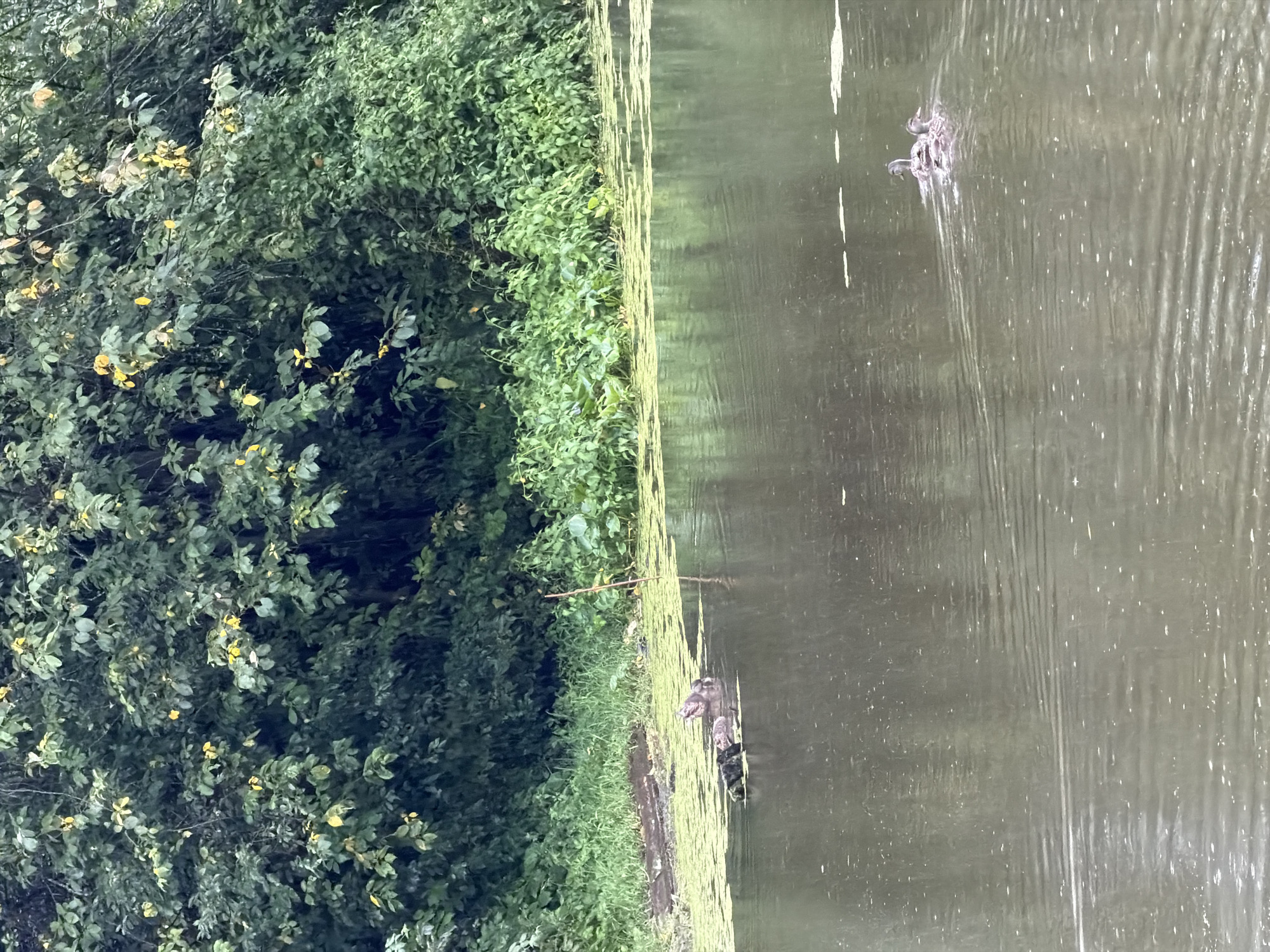 The image depicts a tranquil body of water, likely a river or canal, bordered by dense, verdant foliage. The water's surface is partially covered with a layer of green algae and scattered debris, including logs and twigs along the bank. Two groups of ducks are visible swimming in the water. In the foreground, closer to the viewer, two ducks are swimming together, creating ripples on the water's surface. Further back, near the vegetated bank, another group of ducks is present, with one duck appearing to be feeding or drinking. The background is dominated by lush green trees and shrubs, indicating a natural or park-like setting. The overall atmosphere is serene and natural. The location is identified as Chaikovsky, Russia.