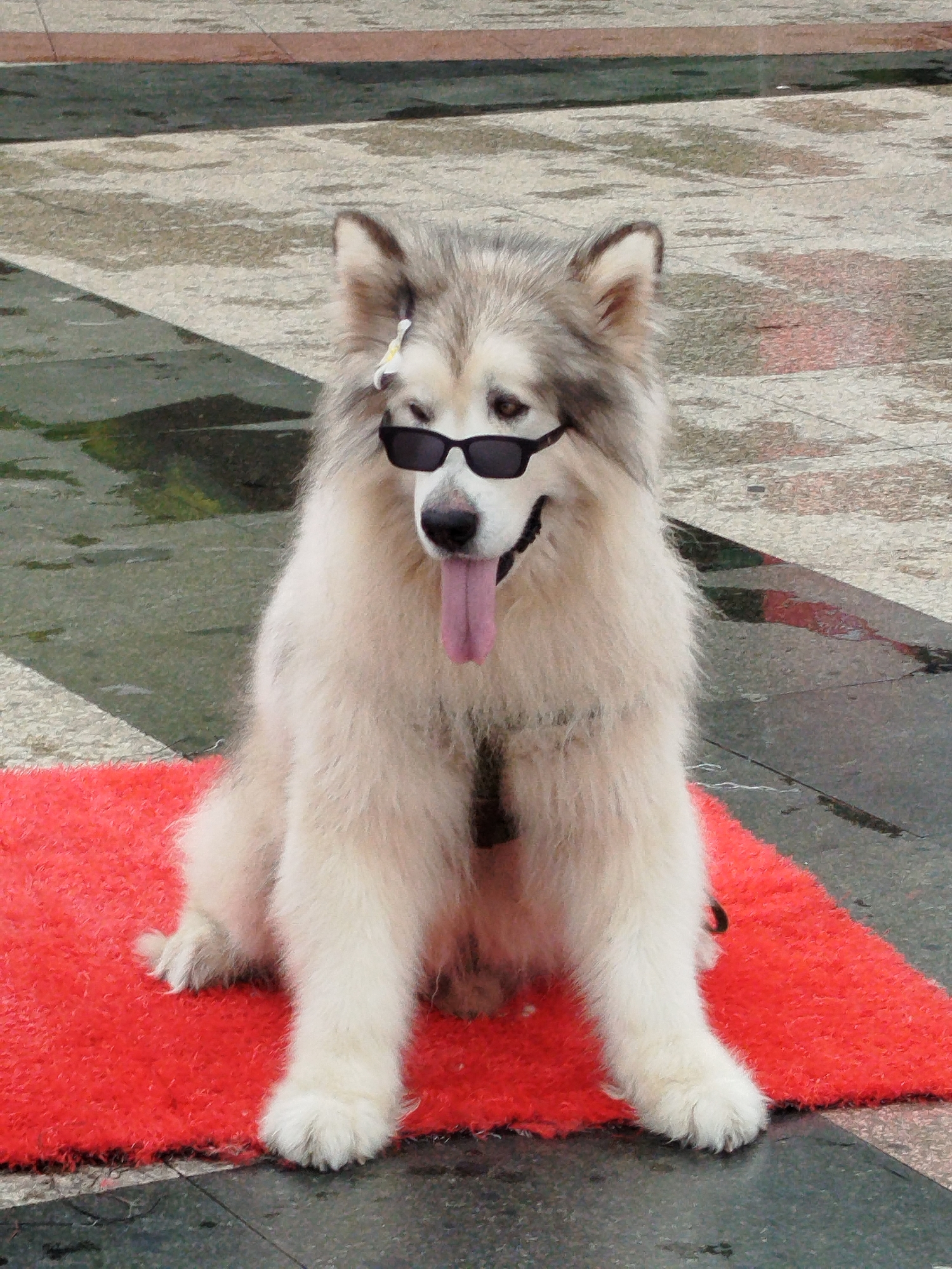 A medium shot shows a large Alaskan Malamute dog sitting on a bright red rug or small carpet. The dog is wearing dark sunglasses and has its tongue sticking out, giving it a relaxed, humorous appearance. A small white flower adorns the dog's fur above the sunglasses. The dog's fur is primarily white with gray and darker brown shadings. The dog is wearing a black harness. The background consists of paved stone with a wet, reflective surface, suggesting recent rain. The dog is located in Da Lat, Vietnam.