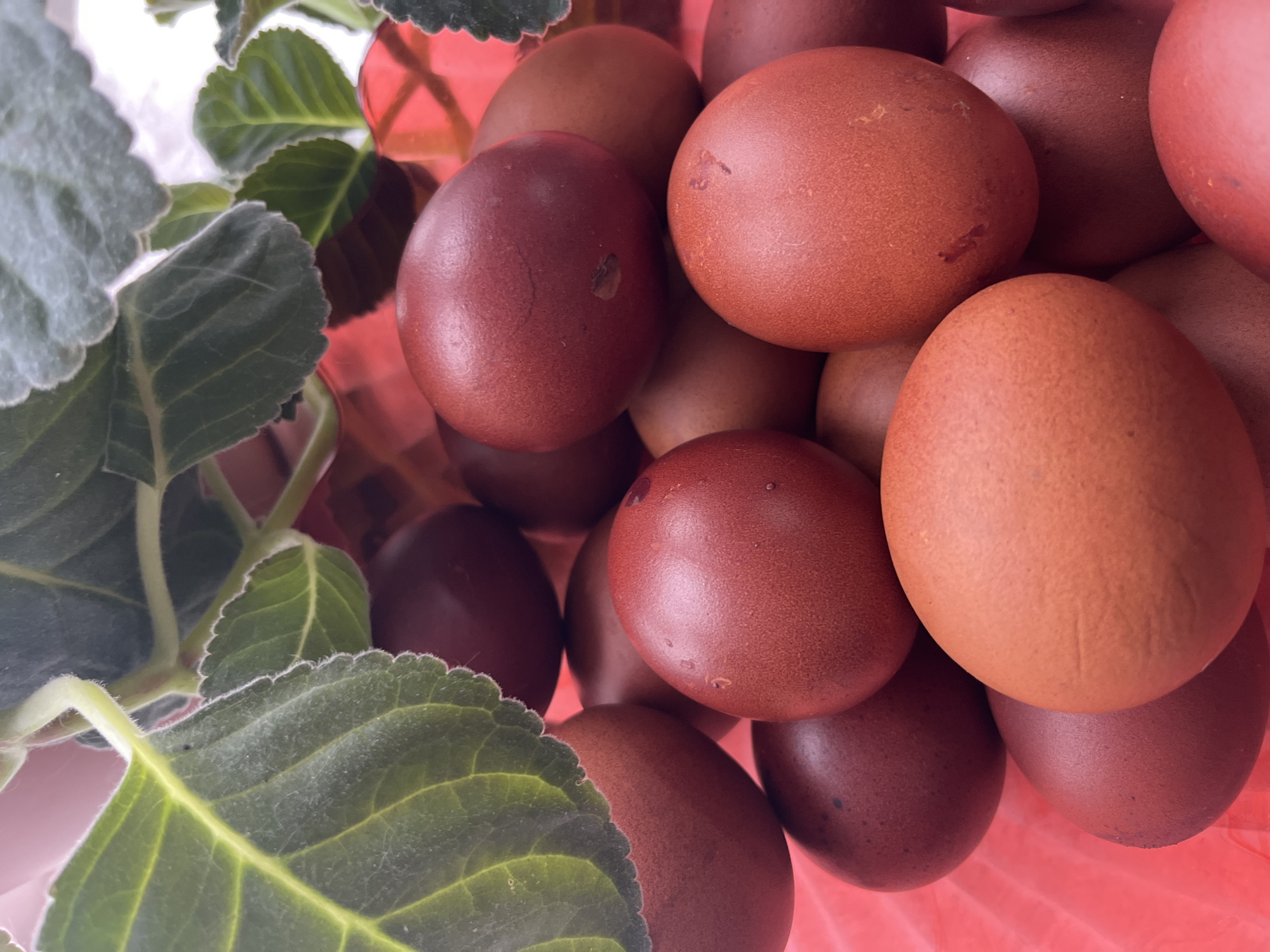 A close-up, high-angle shot shows a collection of brown-dyed eggs resting against a reddish-pink surface, likely plastic. Leaves from a green plant with slightly serrated edges are visible on the left. The leaves have a soft, fuzzy texture. The eggs are various shades of brown, some leaning towards a deep burgundy, suggesting they might have been dyed with natural elements like onion skins or beets. The eggs are densely packed, creating an irregular surface. There is no indication of the location being Большой Букор, Russia, or any evidence of human presence or activity.