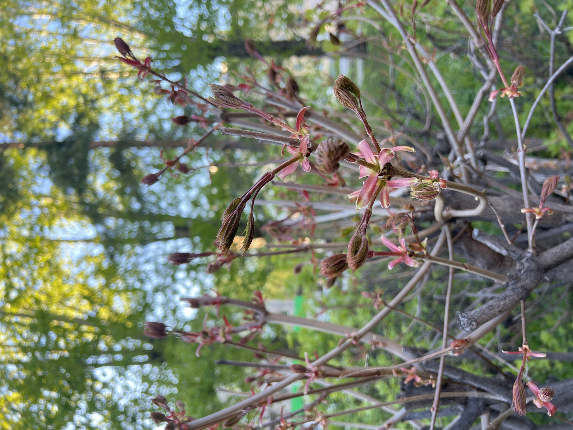 The image shows the close-up of a tree branch in the spring. The buds are just beginning to open, revealing small leaves with reddish hues. The branches are bare except for these emerging buds. The background is a blur of green foliage and sky. There is no specific information indicating the location is the city of Ufa, Russia. There are no people, objects, actions, or interactions evident in the image.