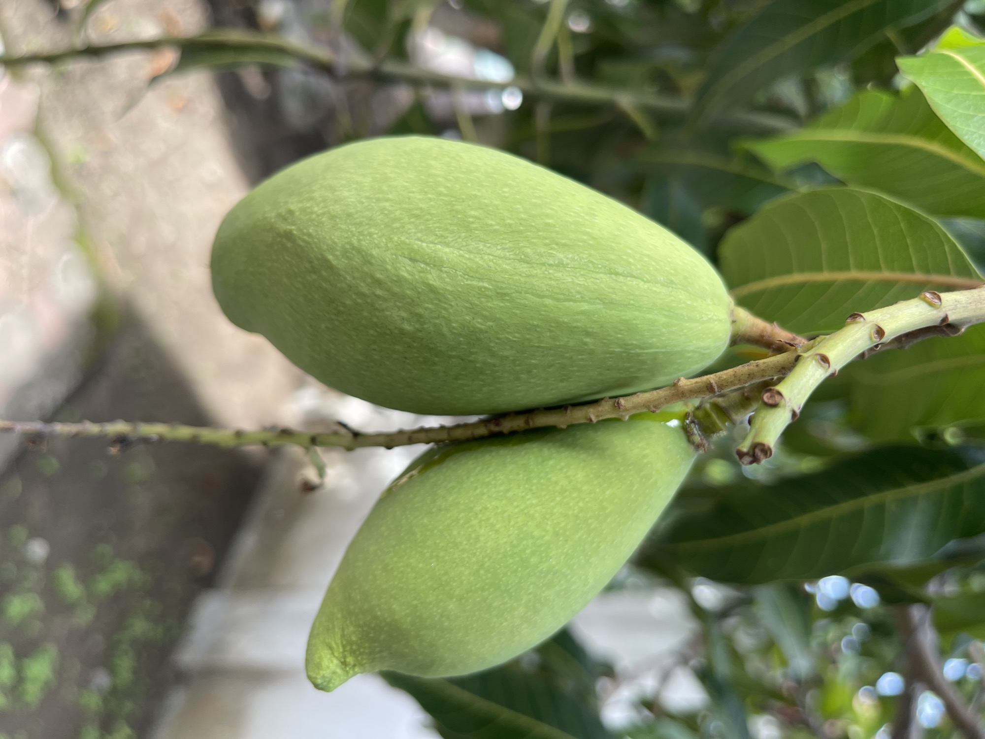 The image depicts two unripe green mangoes hanging from a branch of a mango tree. The mangoes are elongated and have a smooth, slightly textured surface. The branch is thin and has small, dark buds along its length. Lush green mango leaves are visible in the background, with some out of focus, creating a sense of depth. The overall setting appears to be outdoors, in a natural environment, likely a garden or orchard, given the presence of the mango tree and its fruits. The lighting suggests it could be daytime, possibly with sunlight filtering through the leaves, as indicated by some soft bokeh effects in the background. There are no people or text visible in the image. The scene evokes a sense of natural growth and the early stages of fruit development. The location context provided is Julicotmeurak, Indonesia, which aligns with the tropical nature of mango trees.