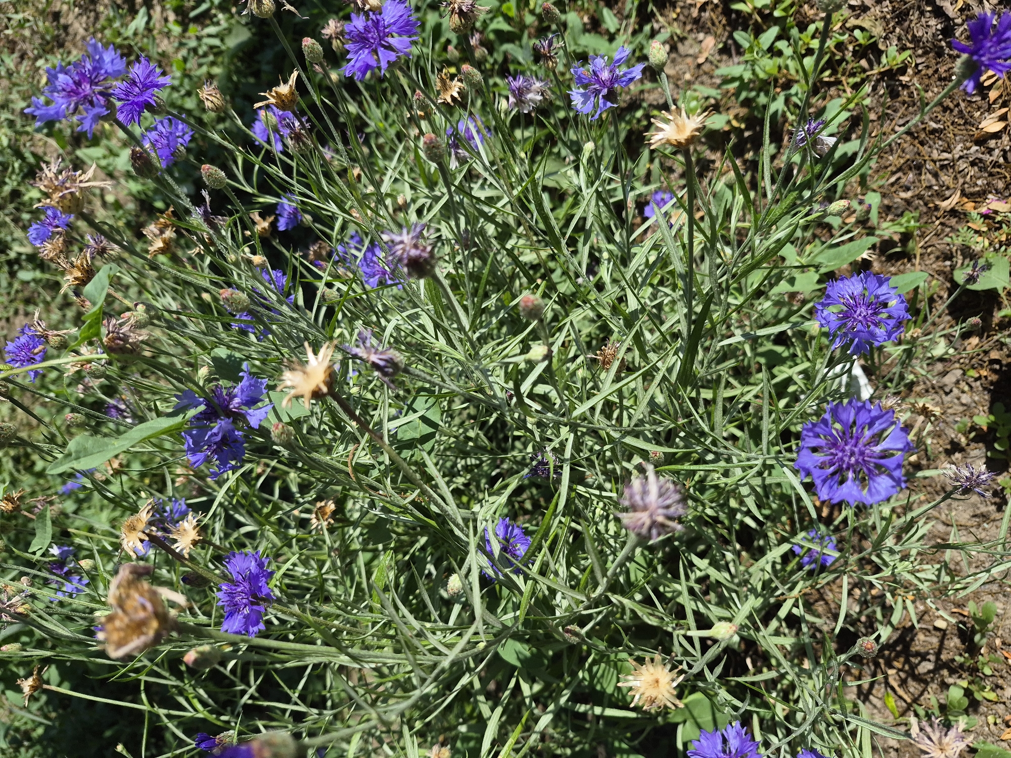 The image displays a close-up, high-angle shot of a cluster of wild cornflowers with vibrant blue petals. The flowers are in various stages of bloom, with some fully open and others in bud or past their prime, showing dried, brown seed heads. The plants are densely packed, with numerous thin, green stems and narrow leaves creating a textured backdrop. The ground beneath the flowers is visible in patches, appearing as dry, brown soil with scattered green foliage and shadows. The lighting suggests it is daytime, with sunlight casting distinct shadows on the ground and highlighting the texture of the petals and dried seed heads. There are no people or animals present in the image. The overall impression is of a natural, outdoor setting, likely a field or garden.