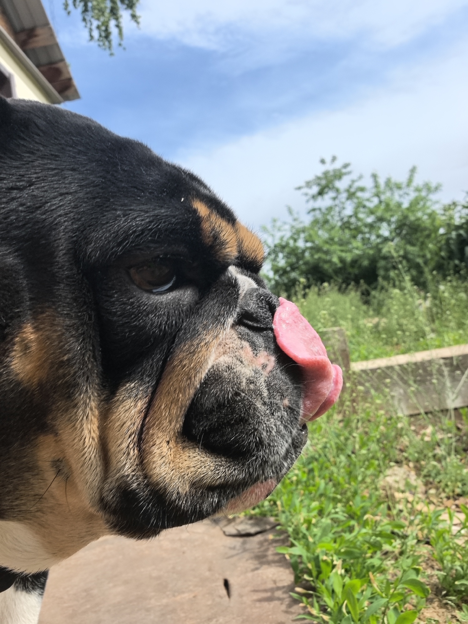 A close-up, ground-level shot shows a black and tan bulldog with its tongue extended, licking its nose. The dog's head is angled slightly to the right, occupying the left portion of the frame. The background consists of a blurred view of green foliage and a blue sky with scattered clouds. The dog is on a paved area. There is no visible information to indicate the image location is Noviy, Russia.