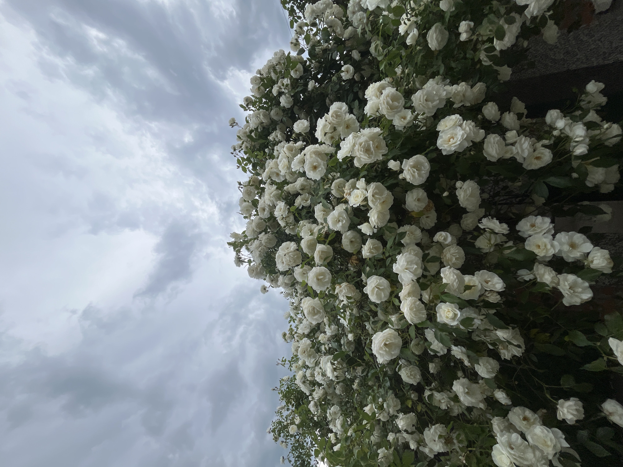 The photograph presents a low-angle view of a dense cluster of white roses against a cloudy, overcast sky. The roses are in full bloom and dominate the right side of the frame, appearing to grow on a wall or structure. The sky to the left displays various shades of gray clouds. The location is Lozarevo, Bulgaria.